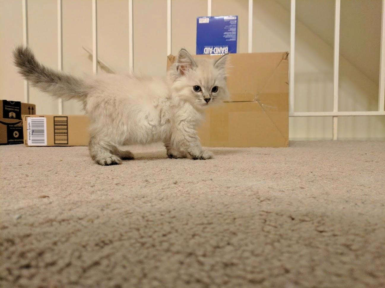 Found a Picture from When I First Brought Teddy Home