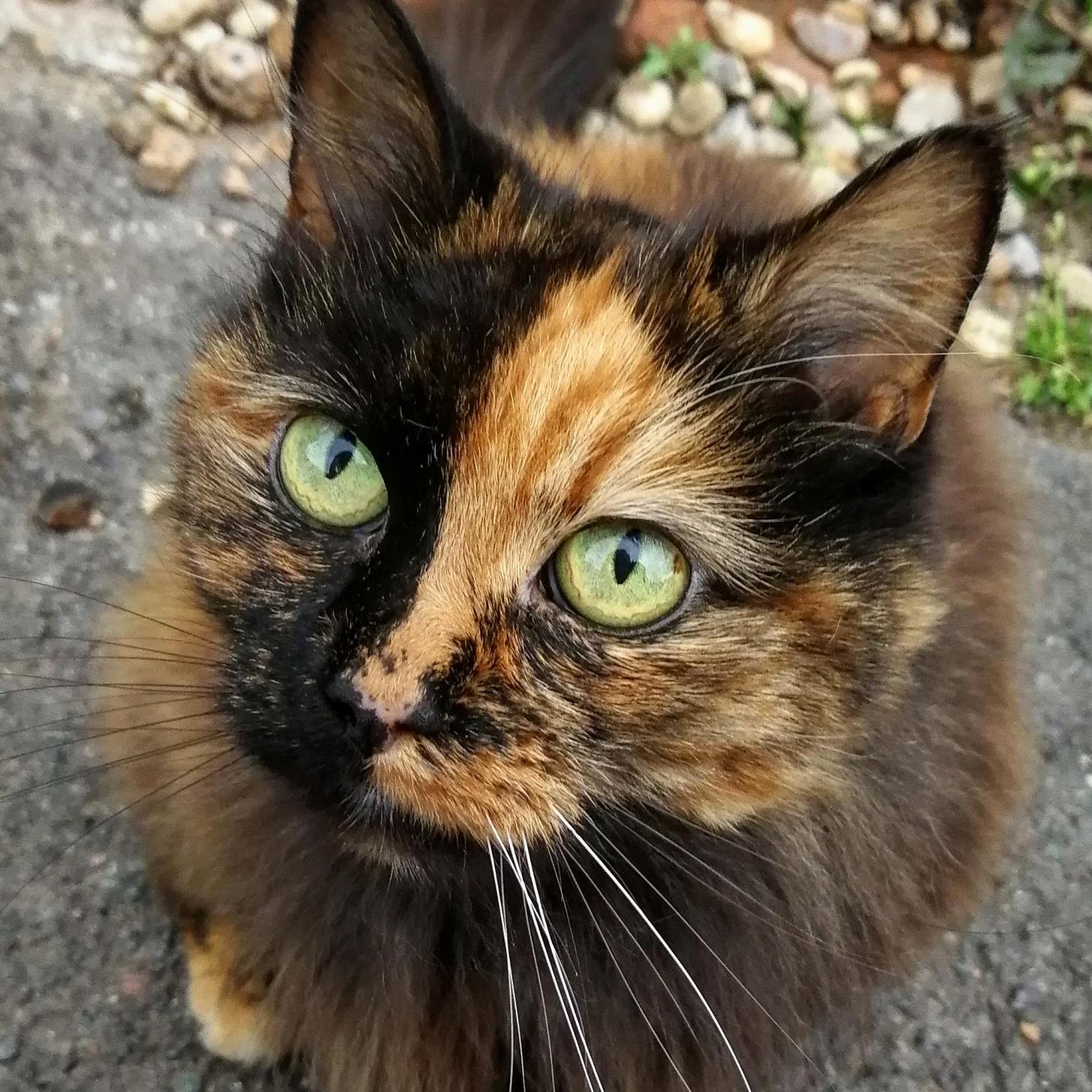 Found This Little Cutie on My Way Home from Work