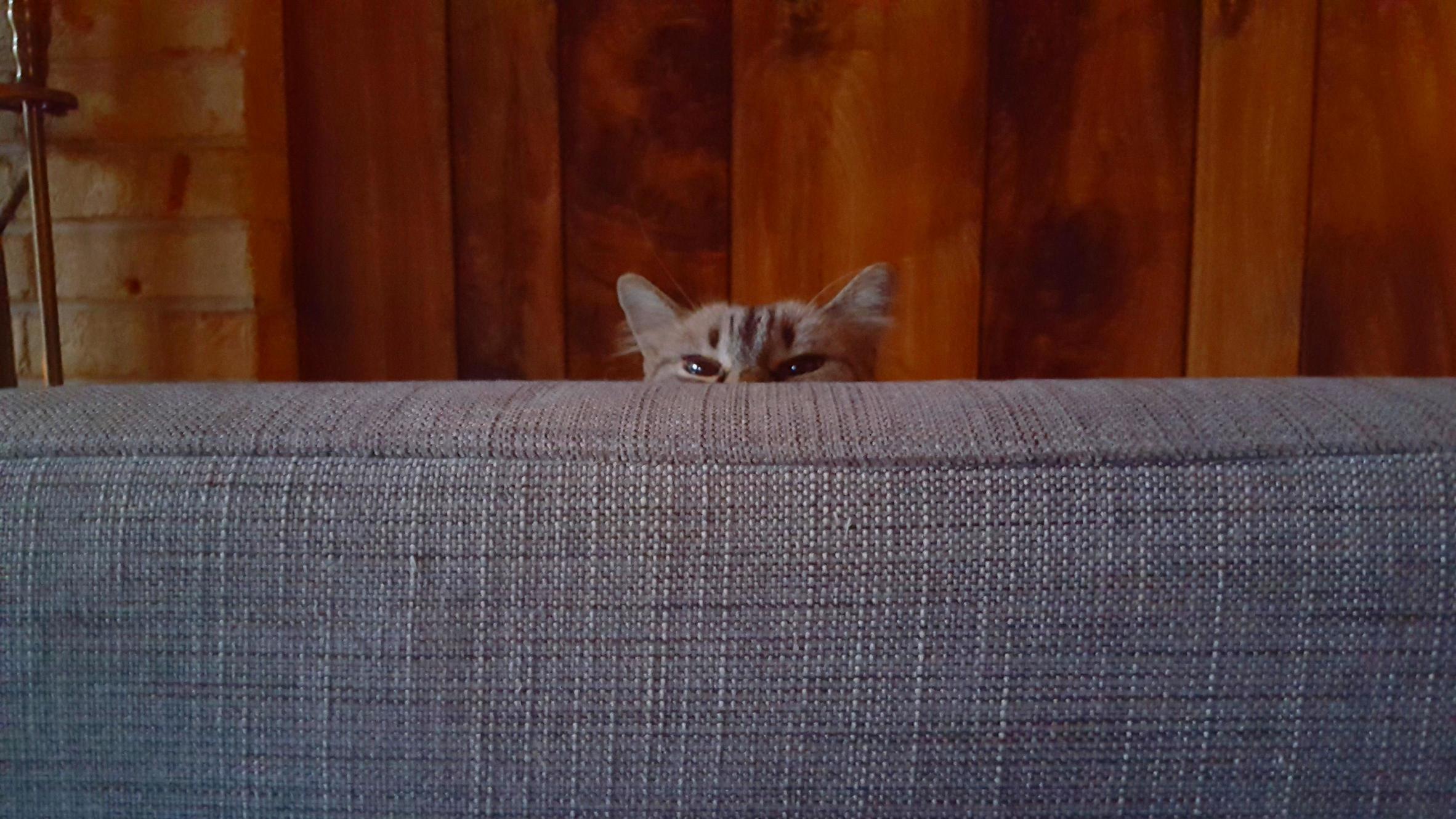 Good Morning Creeper.