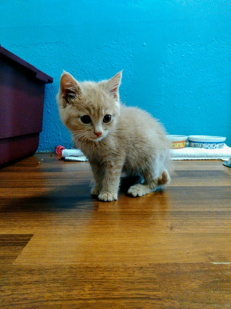 Had to Say Goodbye to Our Handsome Young Lad Brett Today After a Short Battle with Fip. Love Ya Little Guy