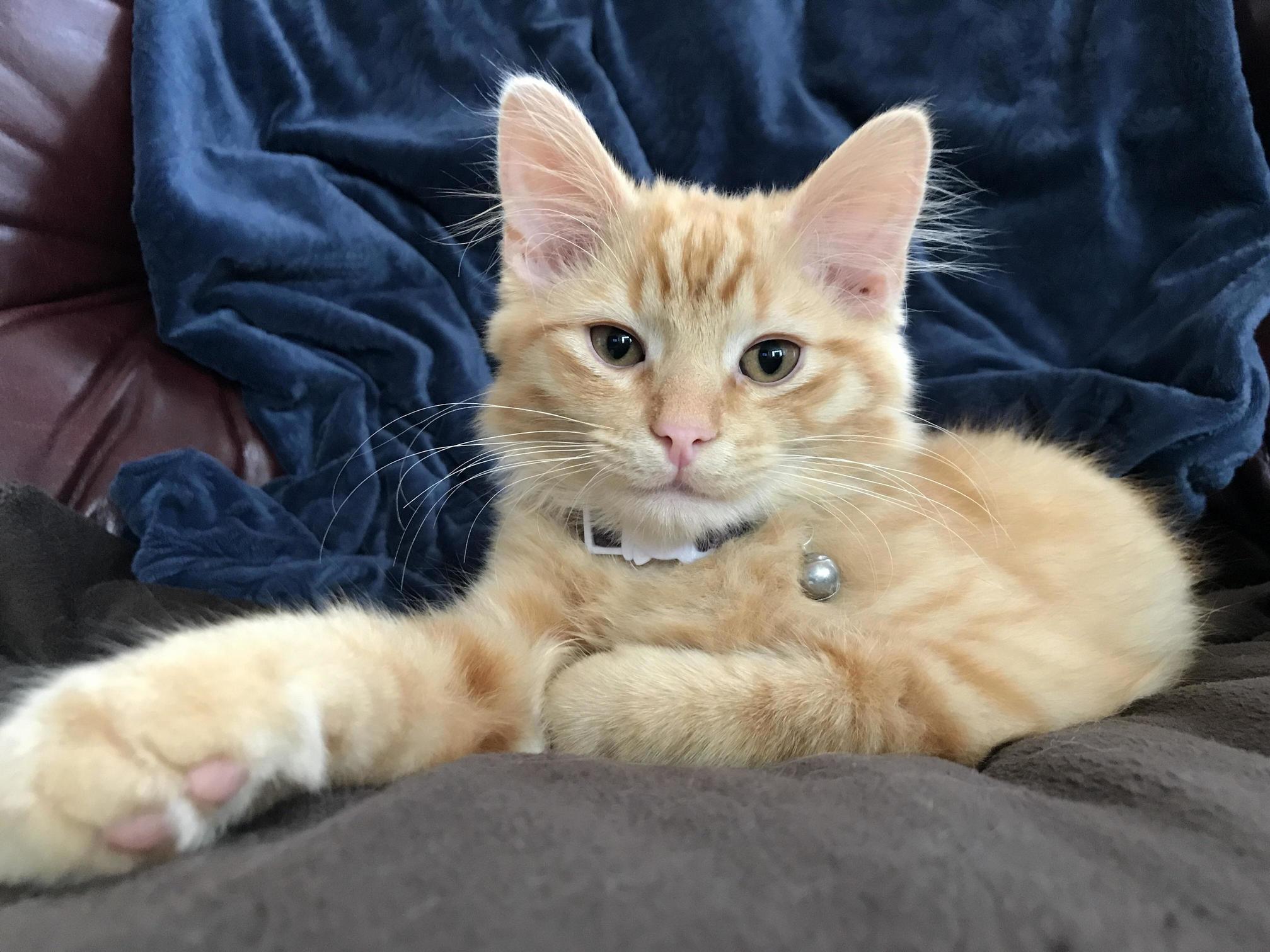 Handsome Boye
