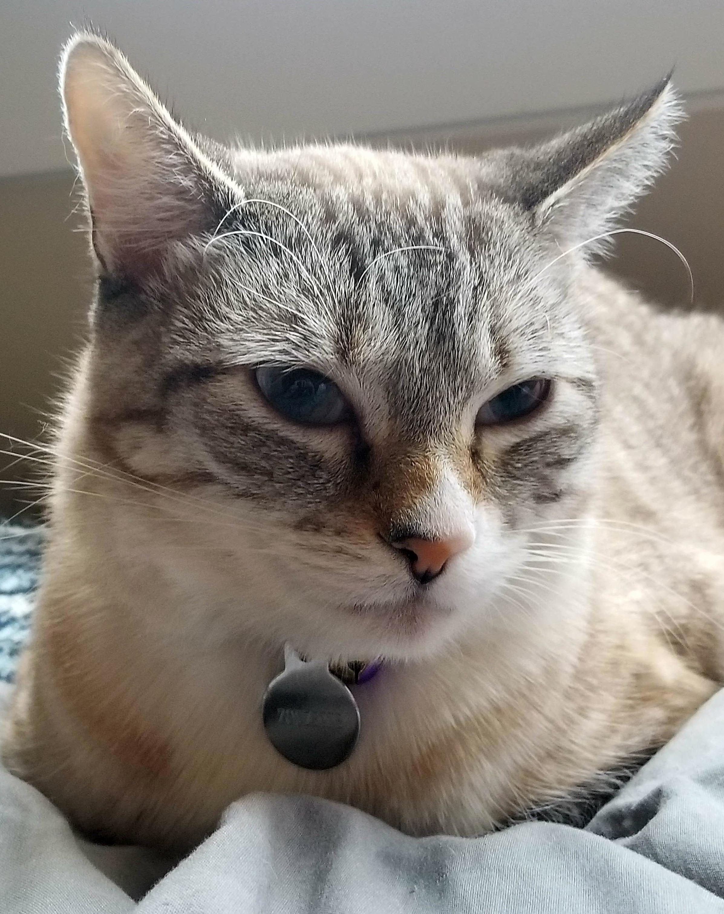 Her Sleepy Contented Look Personifies My Ideal Sunday Morning.