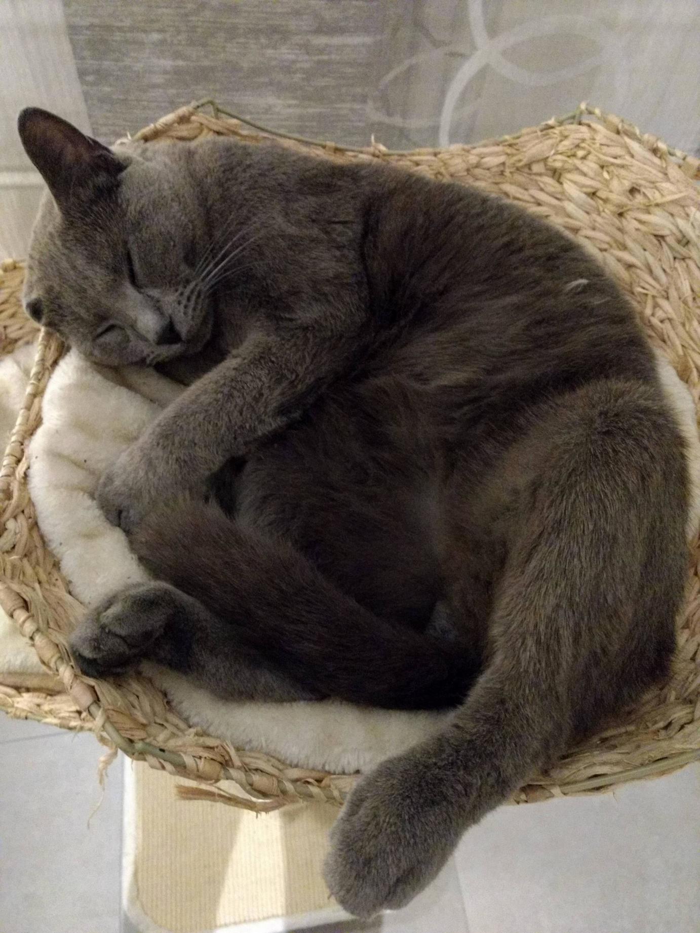 Hes Back from 3 Days Stuck in a Tree and Hes Enjoying It As Much As He Can!