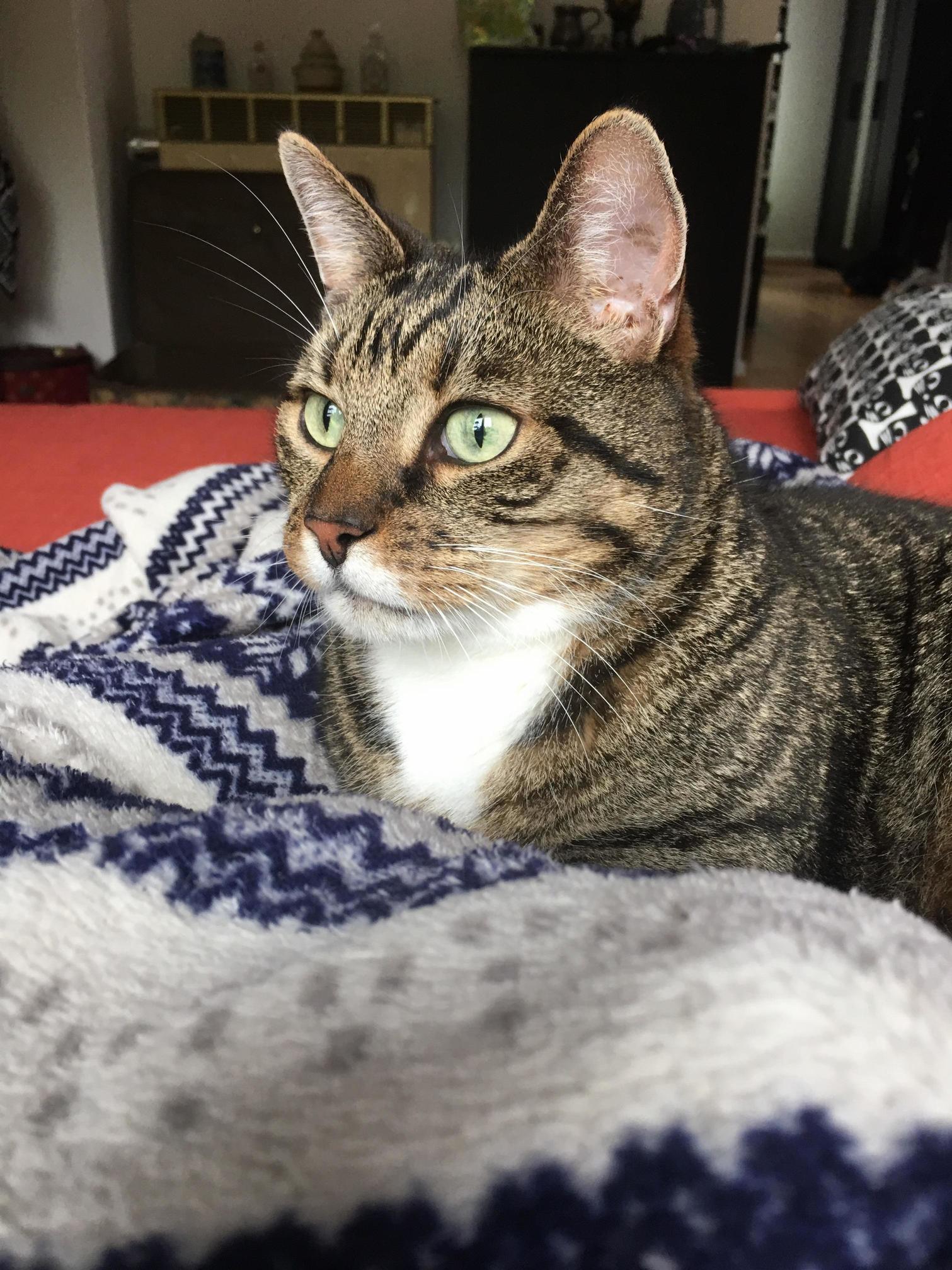 Hes Been Our Cat for Barely 24 Hours and Hes Already Learned to Open the Fridge. I Love My 11 Year Old Fennel!