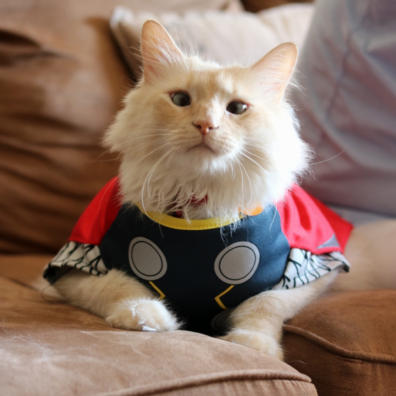 I Am Thor from Catsgard.