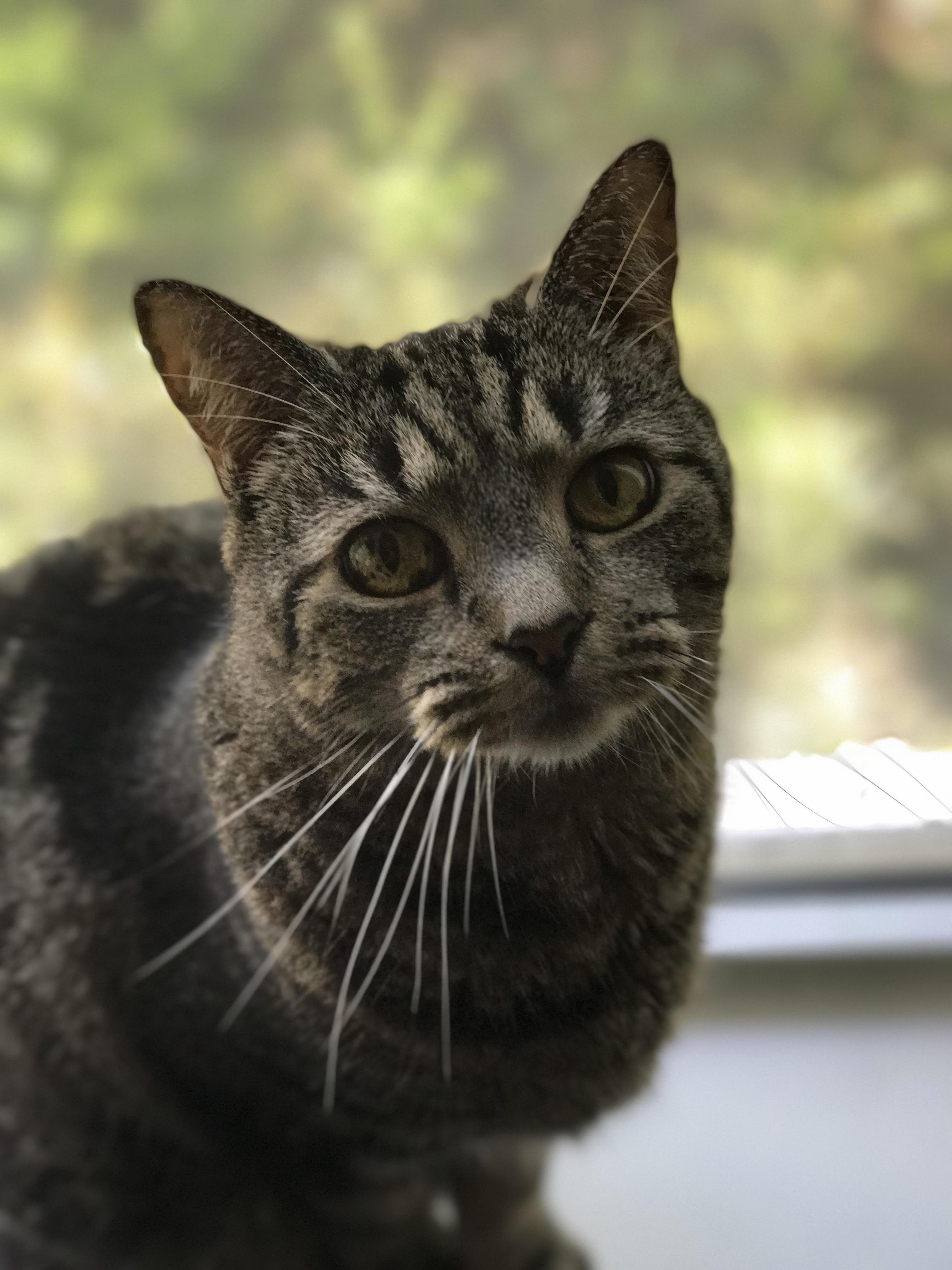 I Took This Picture of My Incredibly Photogenic Cat. [Oc]