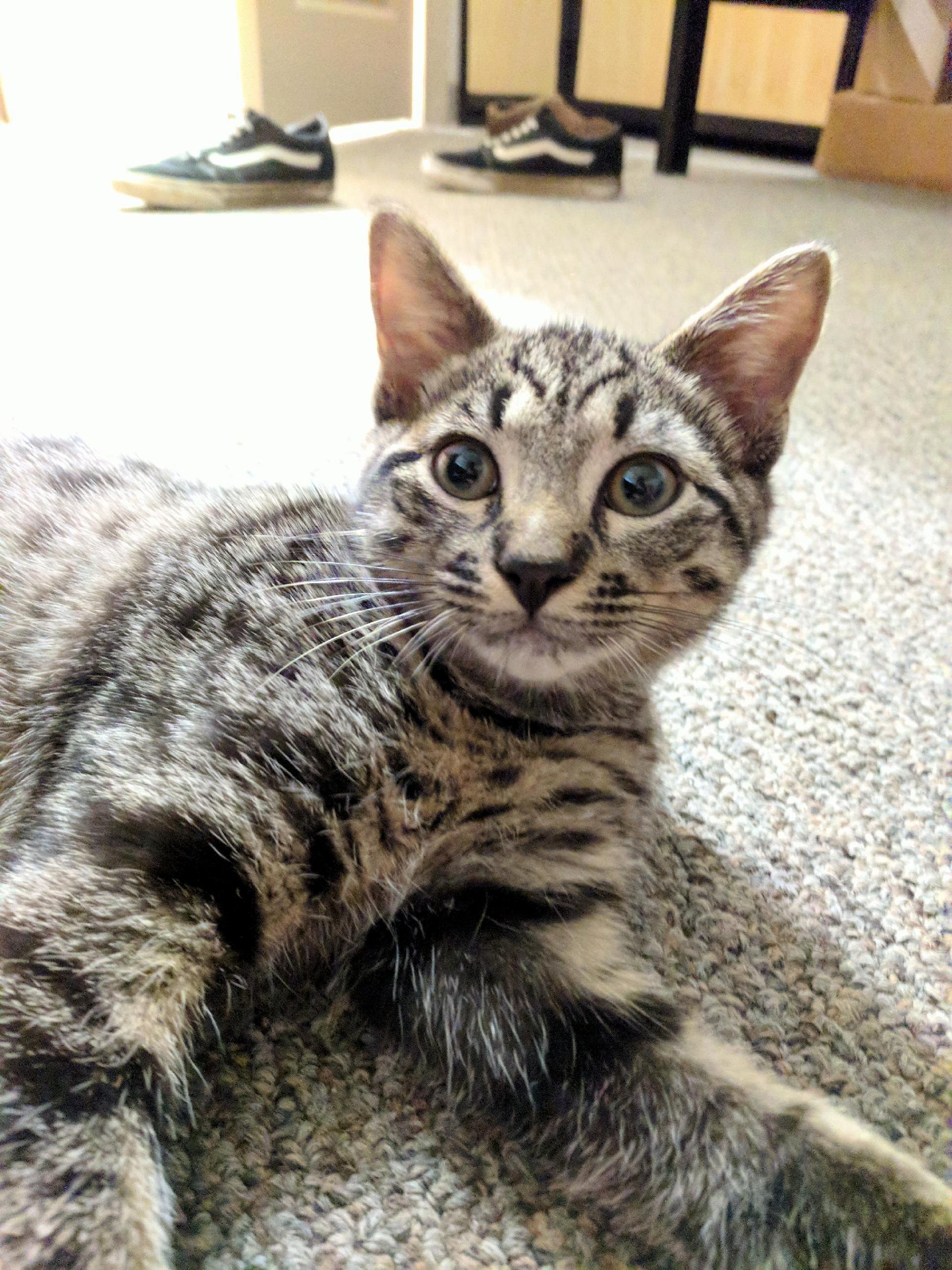 I Would Like to Introduce You to Zeus, Our Four Month Old Maine Coon