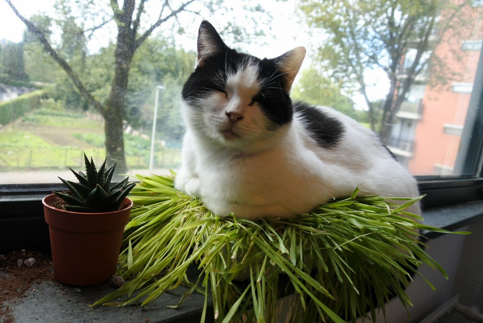 Im Not Convinced That This Is What Cat Grass Is For, Sir