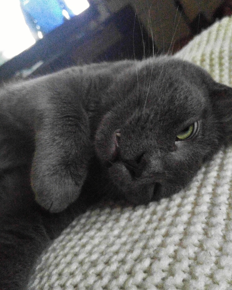Jack Has the Biggest Personality of Our Cats... It Definitely Shows.