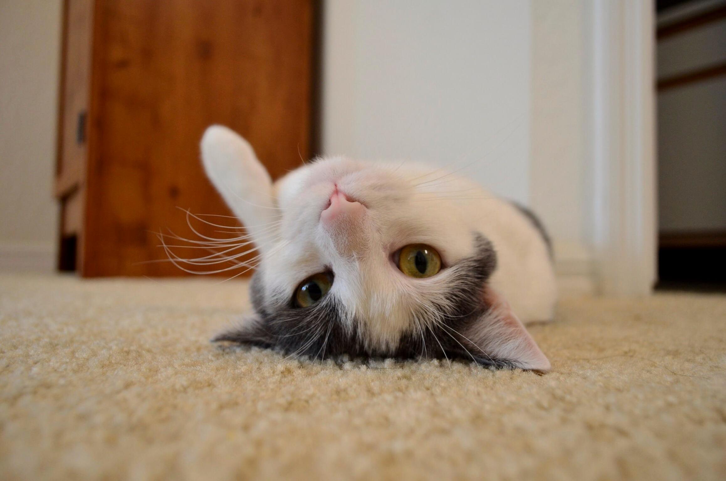 Lazy Lola