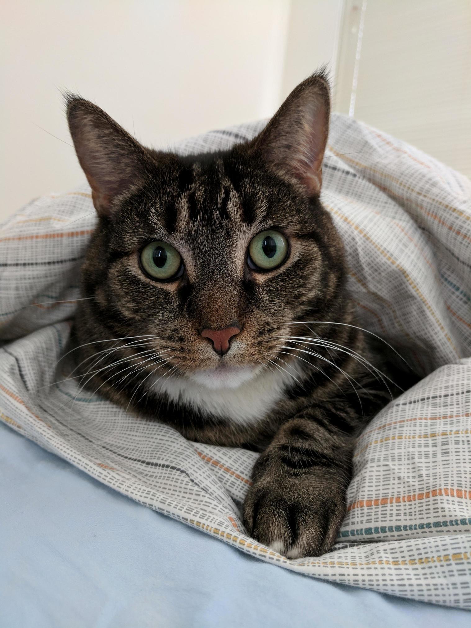 Lazy Mornings, Snuggly in Bed