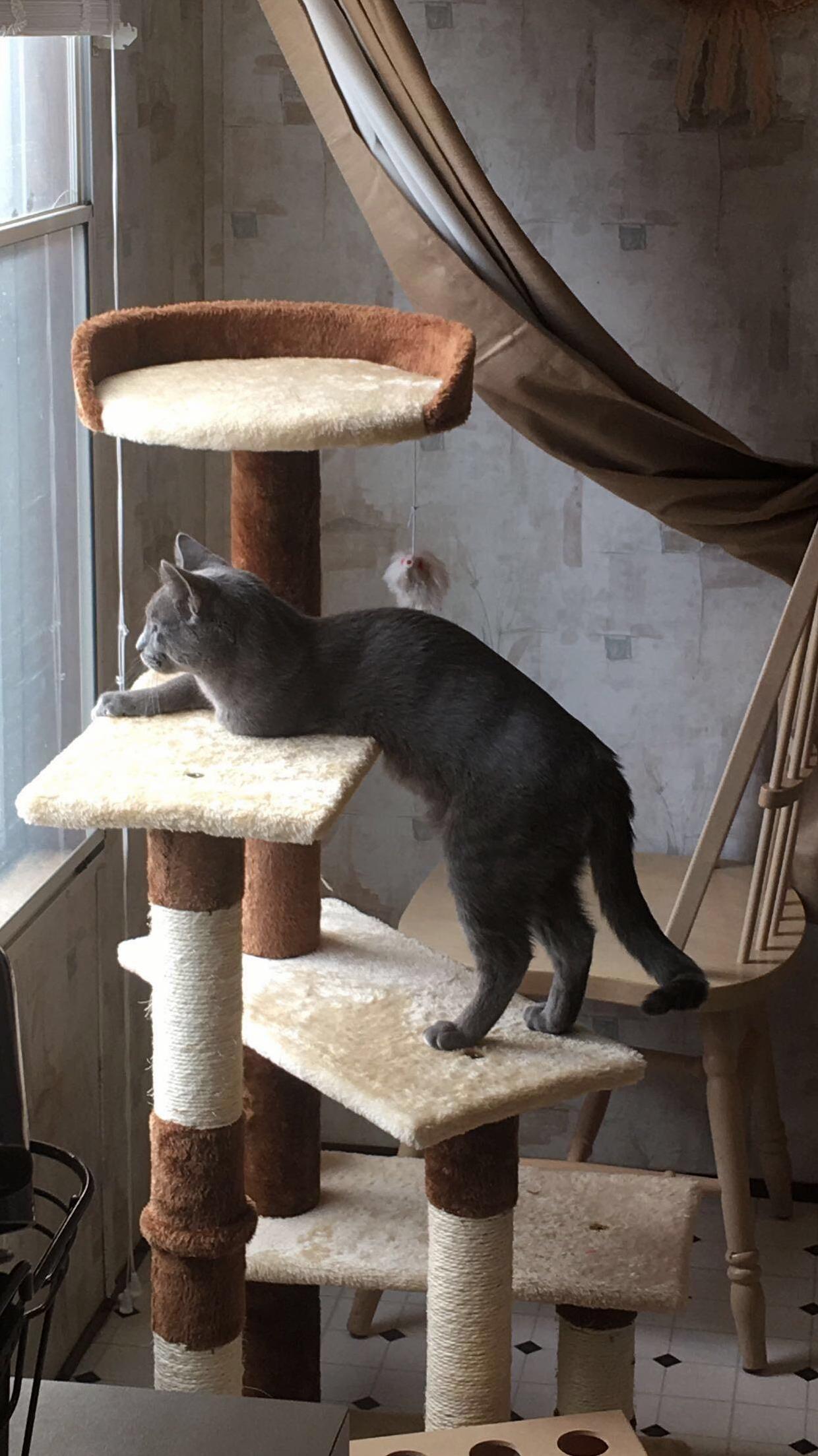 Legolas, My 3 Legged Rescue Kitty.