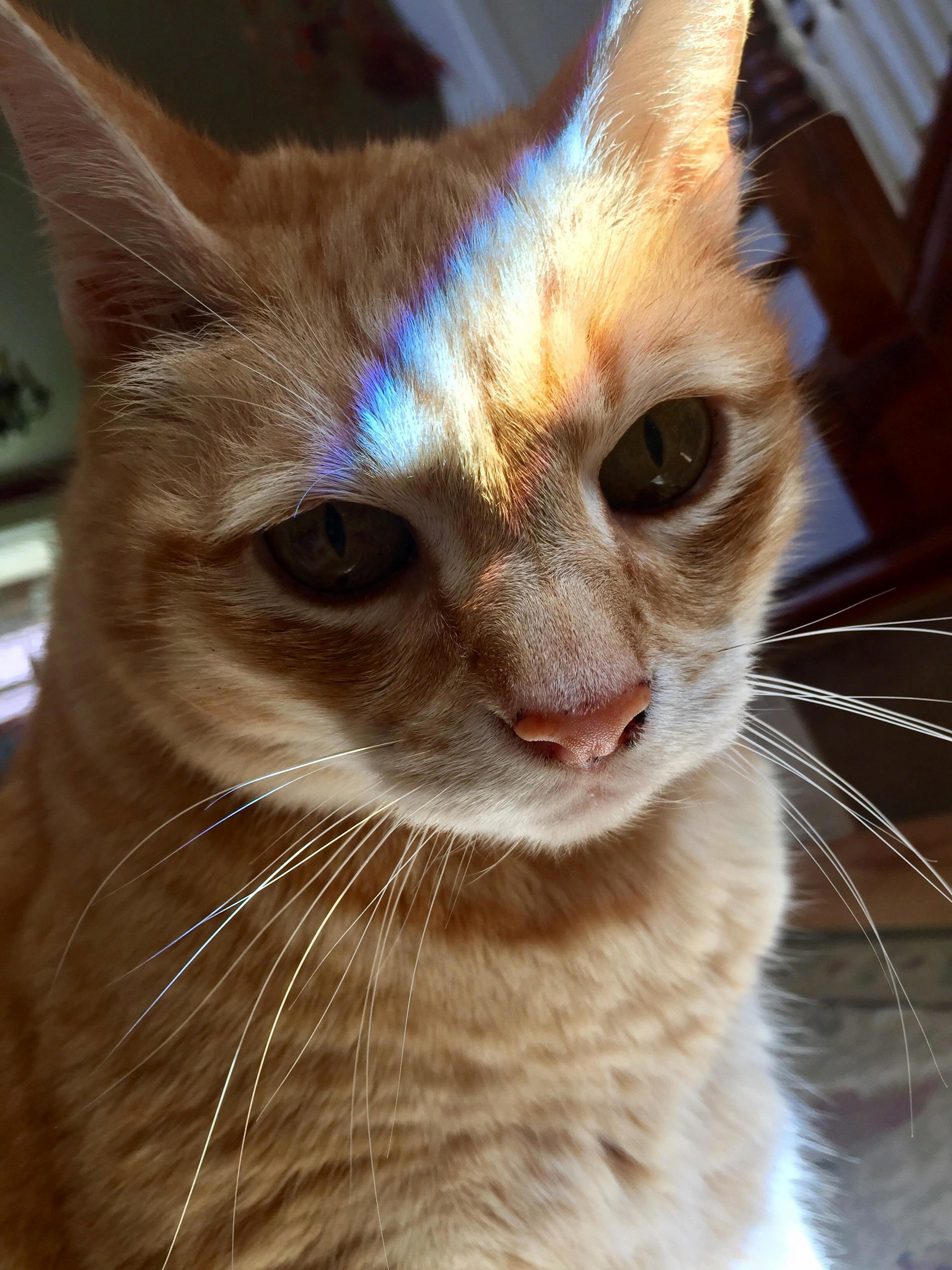 Leos Rainbow
