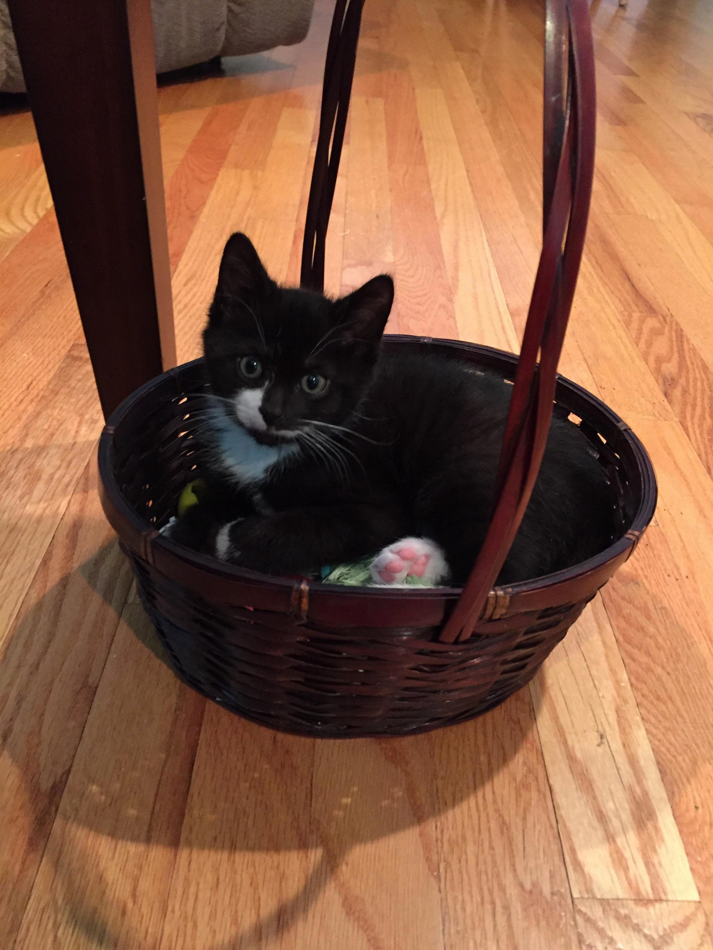 Little Silvio Thinks the Toy Basket Is His Bed
