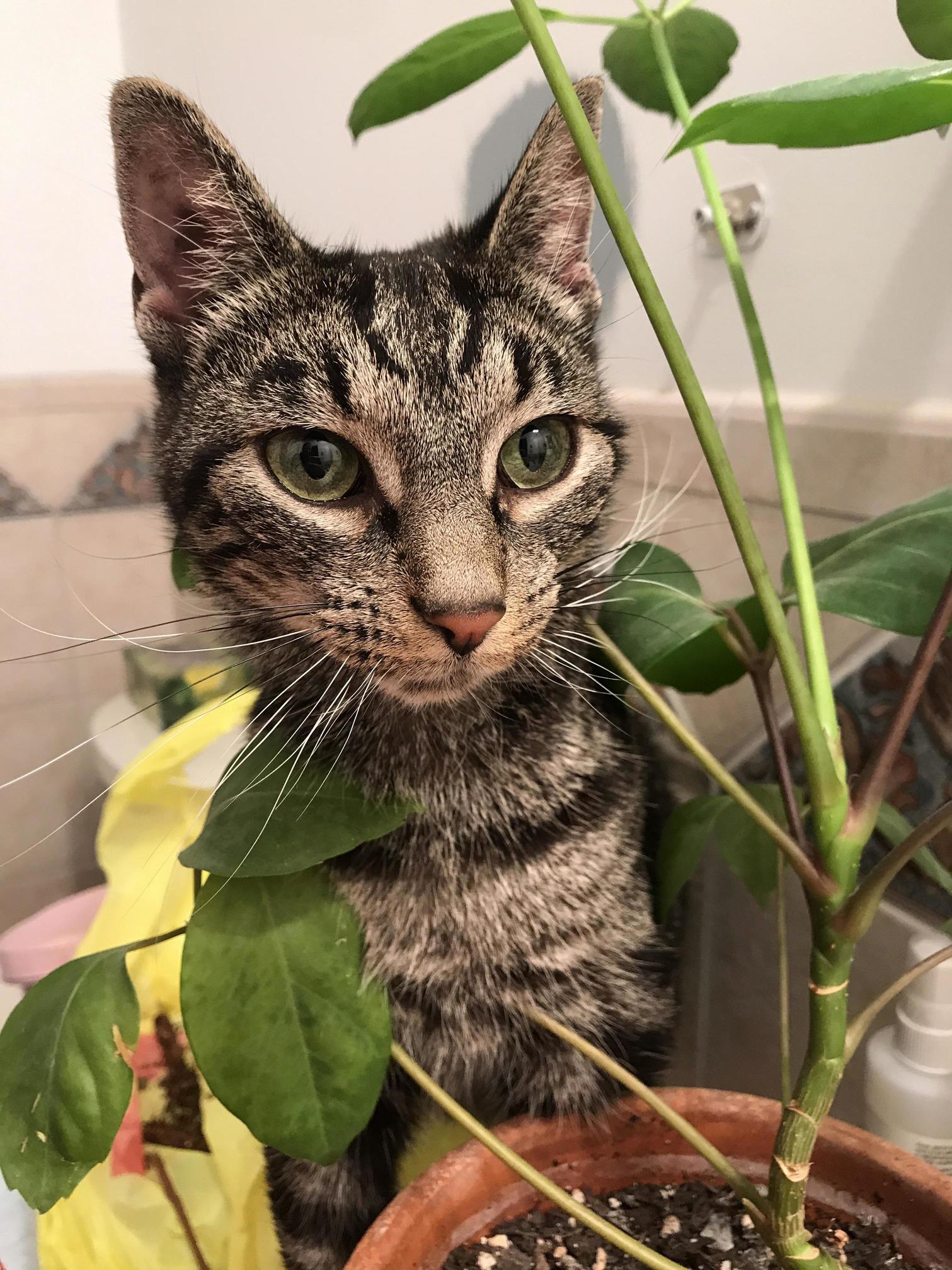 Luna Girl with Those Green Eyes