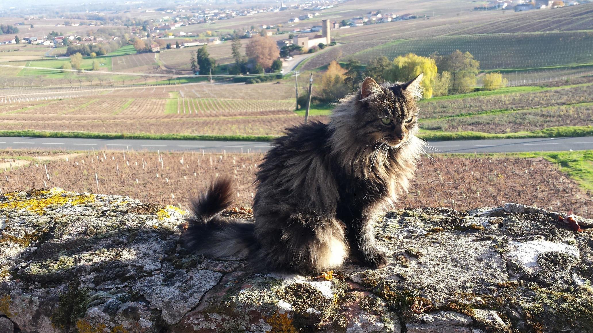 Majestic