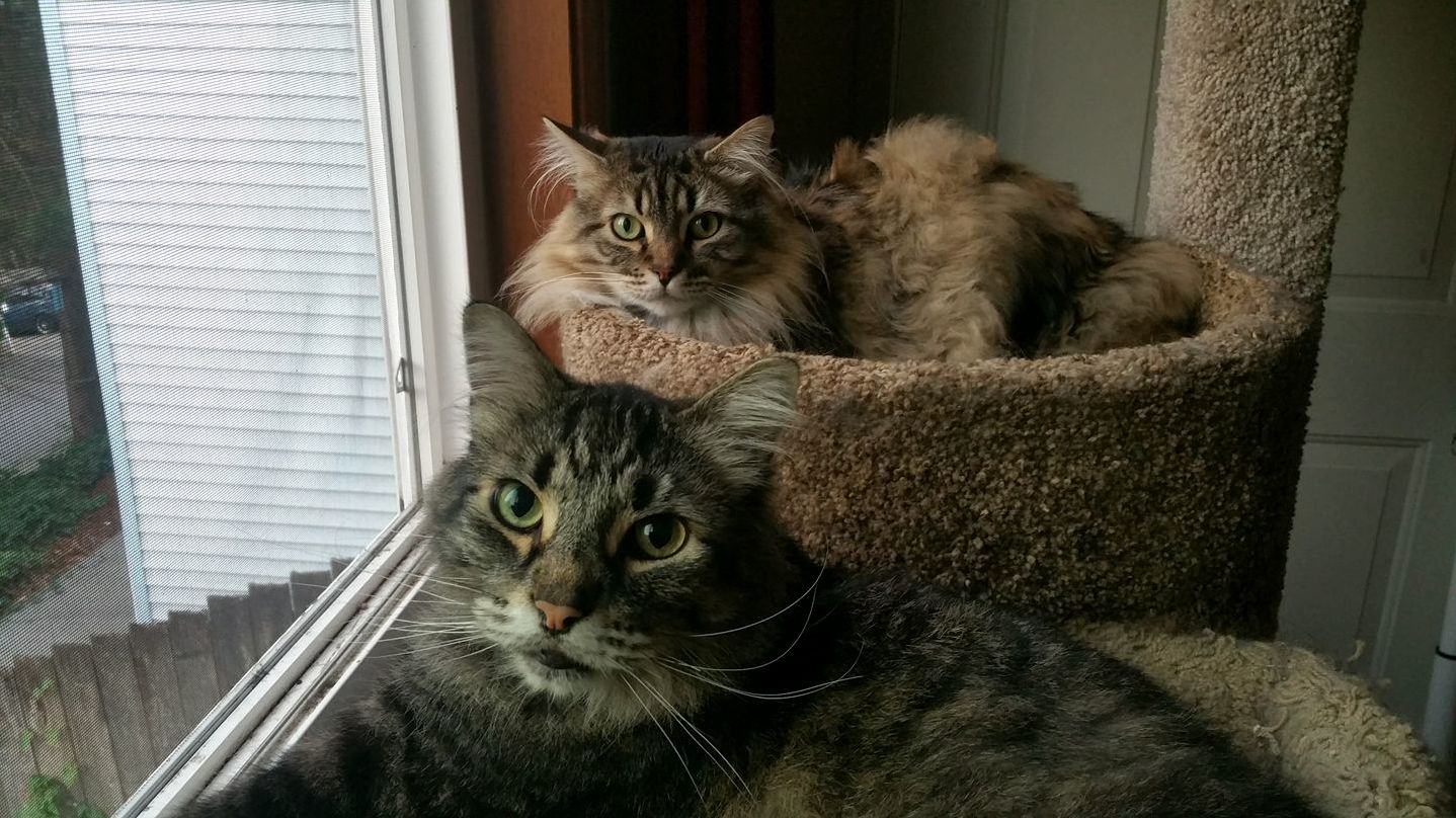 Maynard and Nova Chilling.