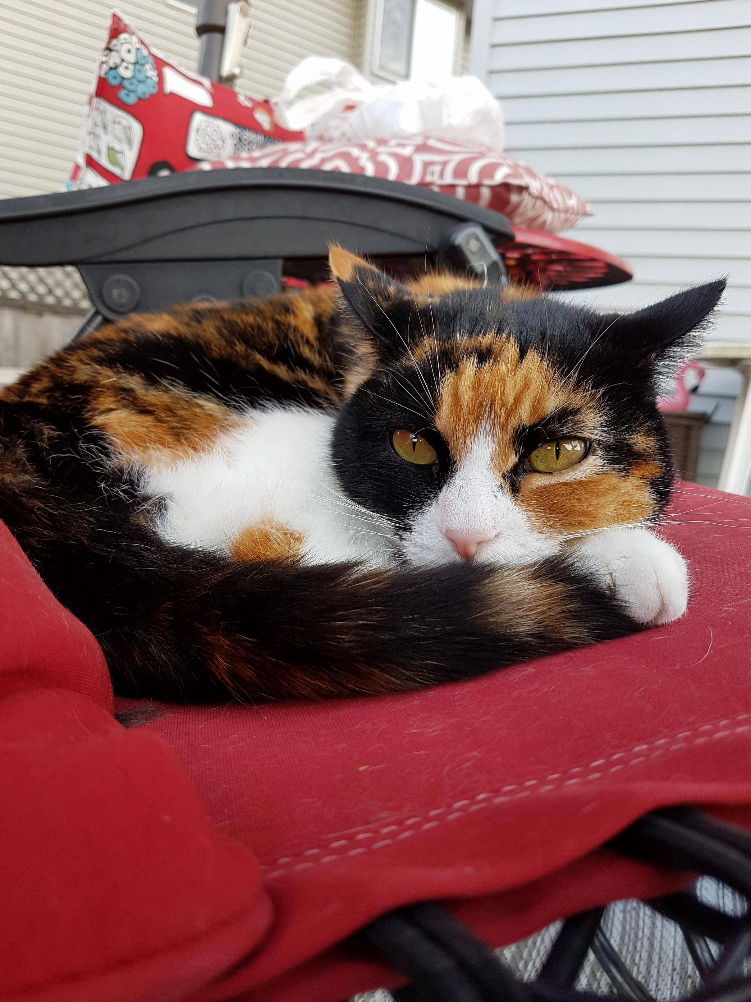 Meet Fudge!!