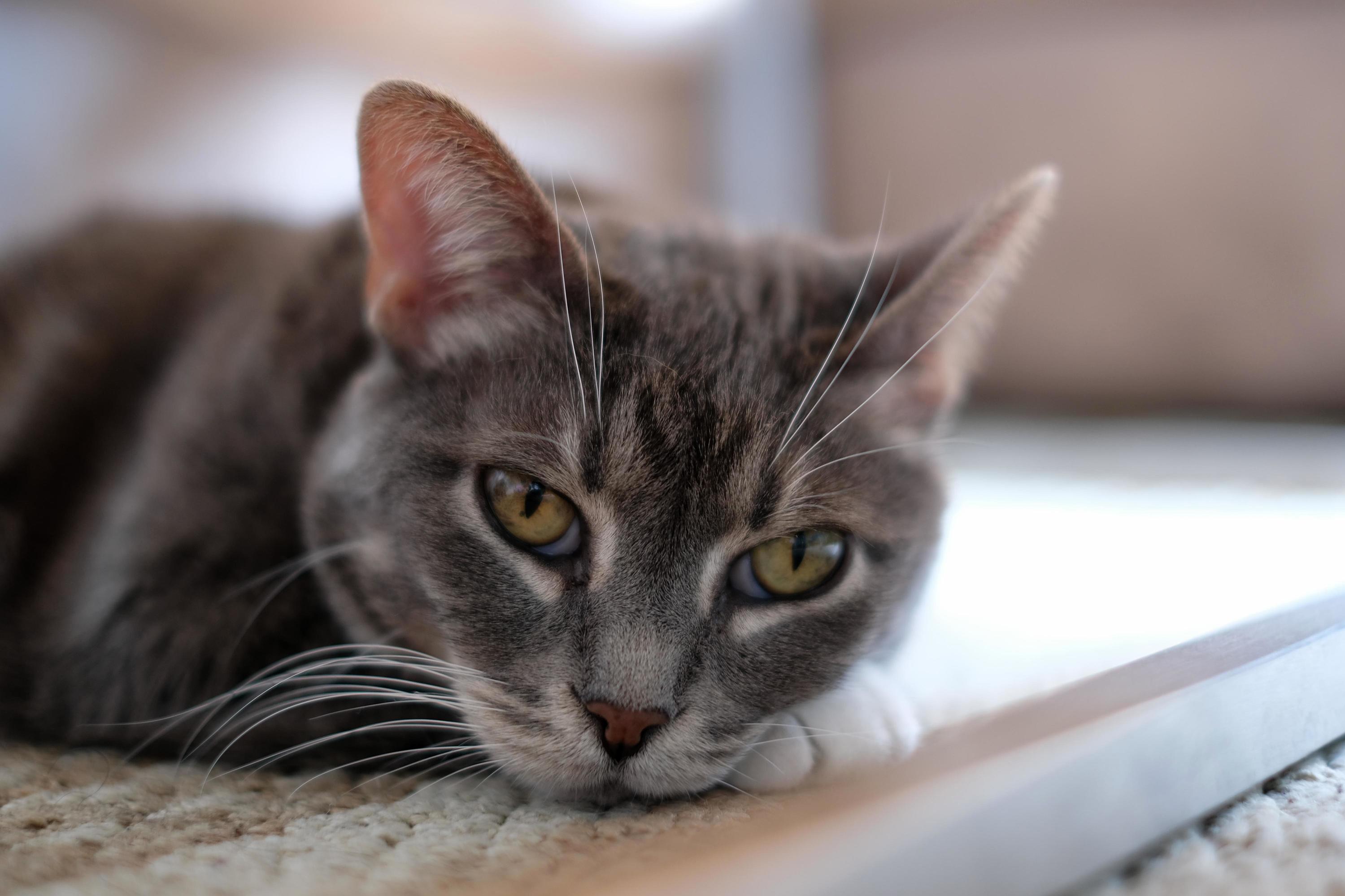 Meet Mukkuru, 11 Year Old Kitten