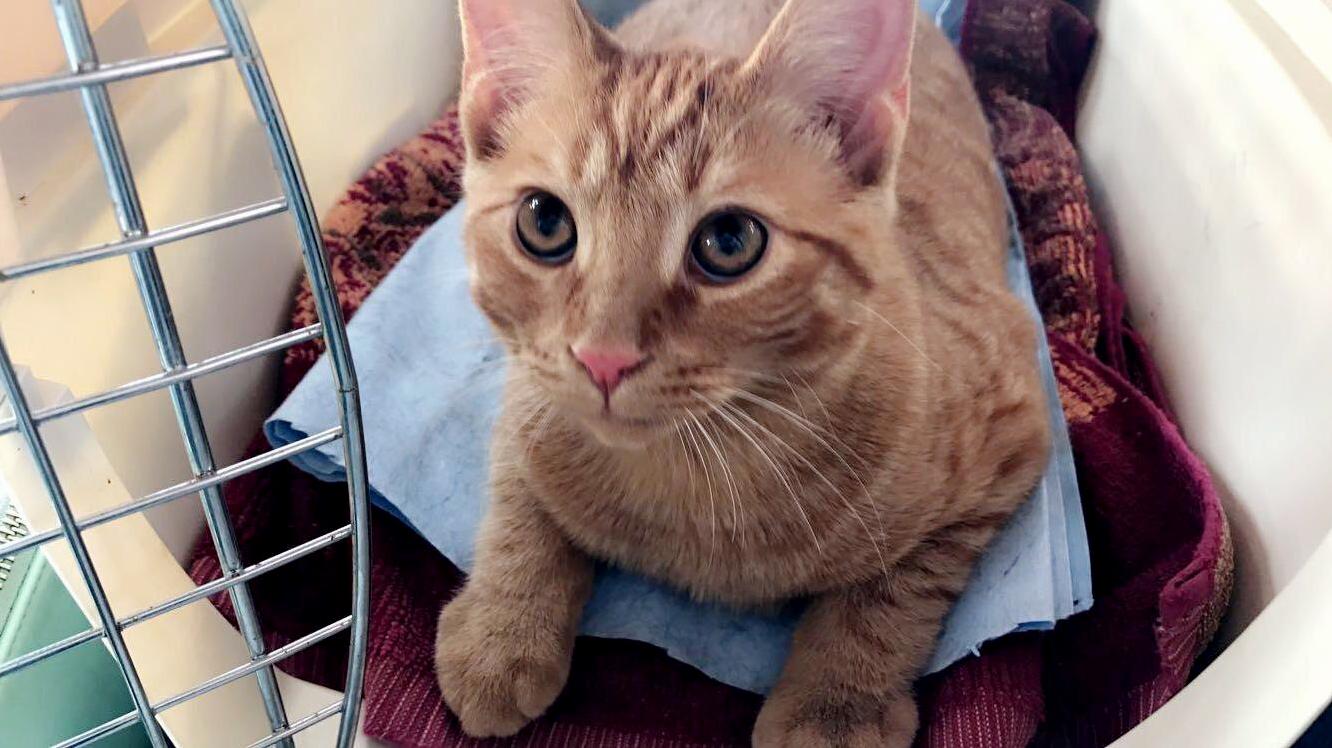 Meet Noah!