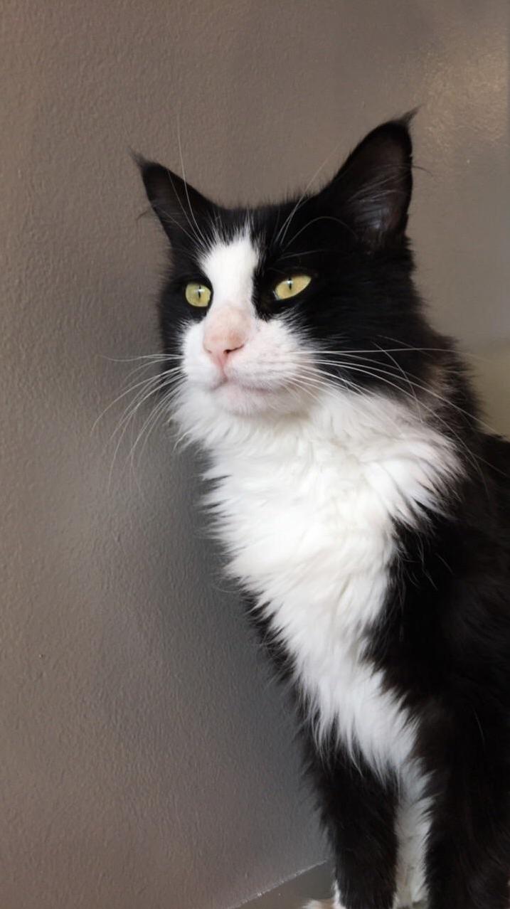 Meet Thurston, a Very Handsome Boy!