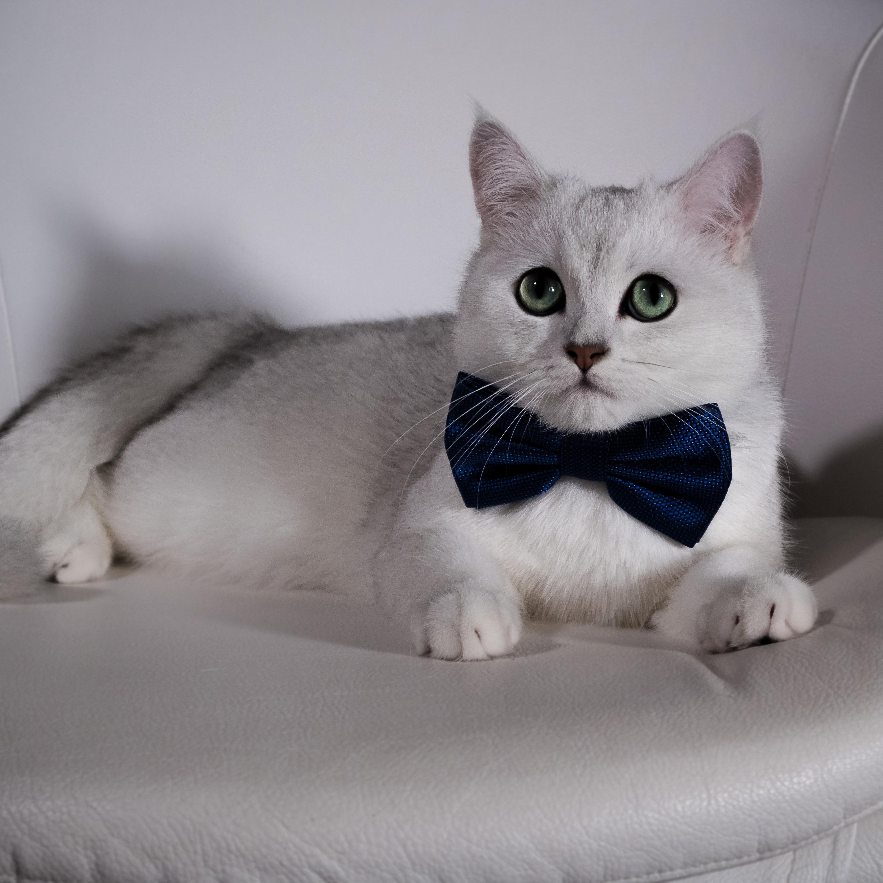 Meet Zeus the Brocat