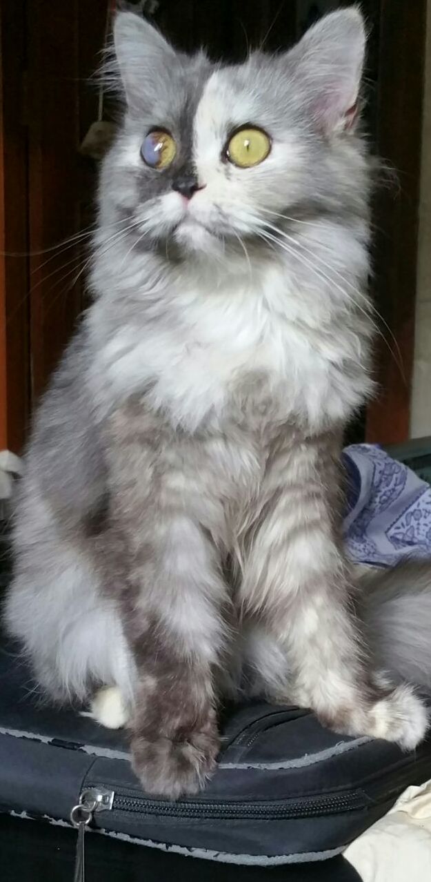 Mimi Looking at the Birdies.