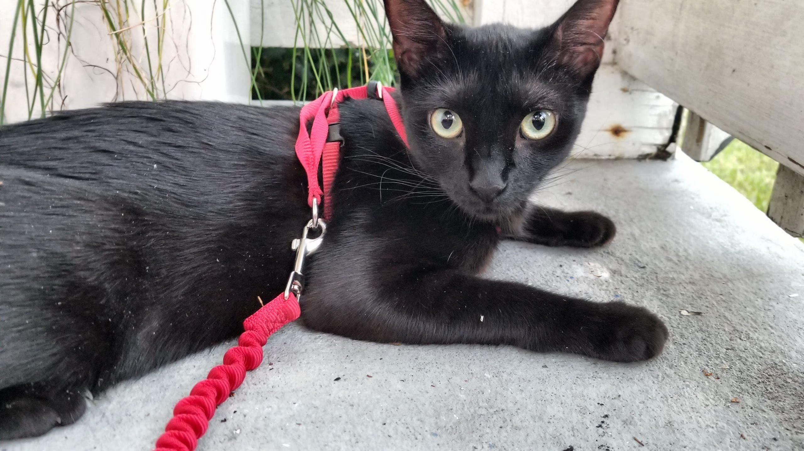 Moar Cats on Leashes