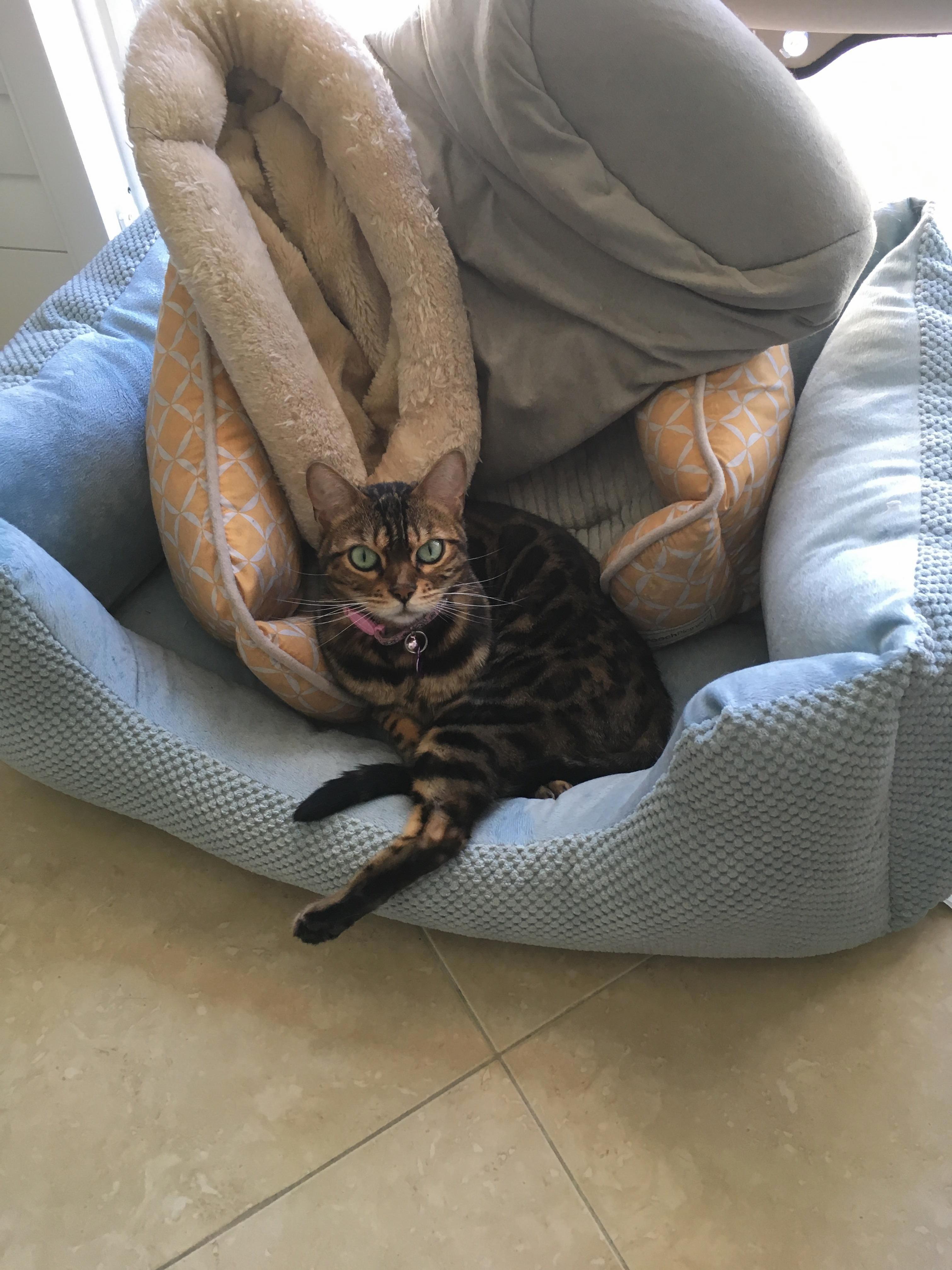 Muffin Likes Beds