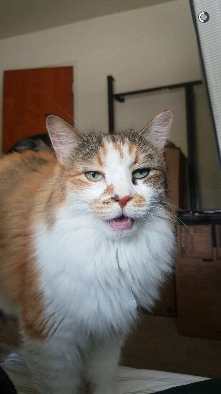 My Boyfriends Cat Chino (Because She Looks Like a Cappuccino) Wakes Him Early Each Morning by Meowing Incessantly (This Is Her Mid-meow)