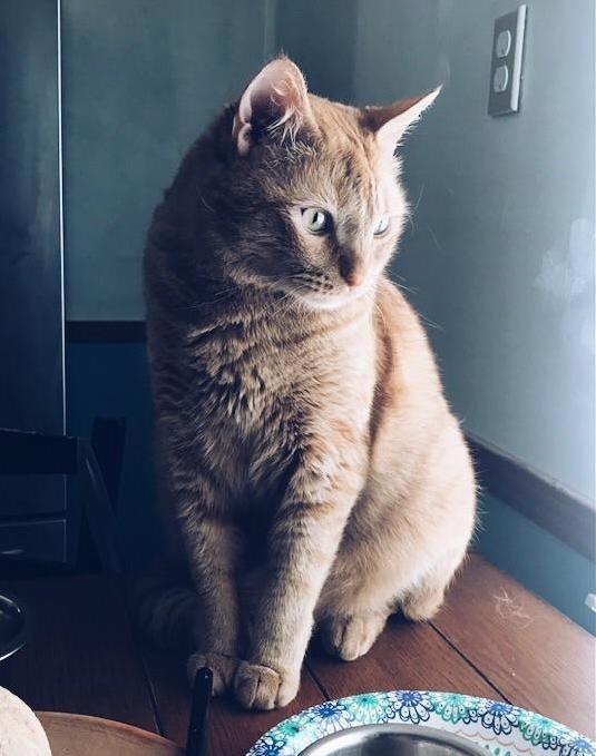 My Brother Left for His Study Abroad Trip 2 Days Ago and Our Cat Has Been Sitting There Waiting for Him to Return T T