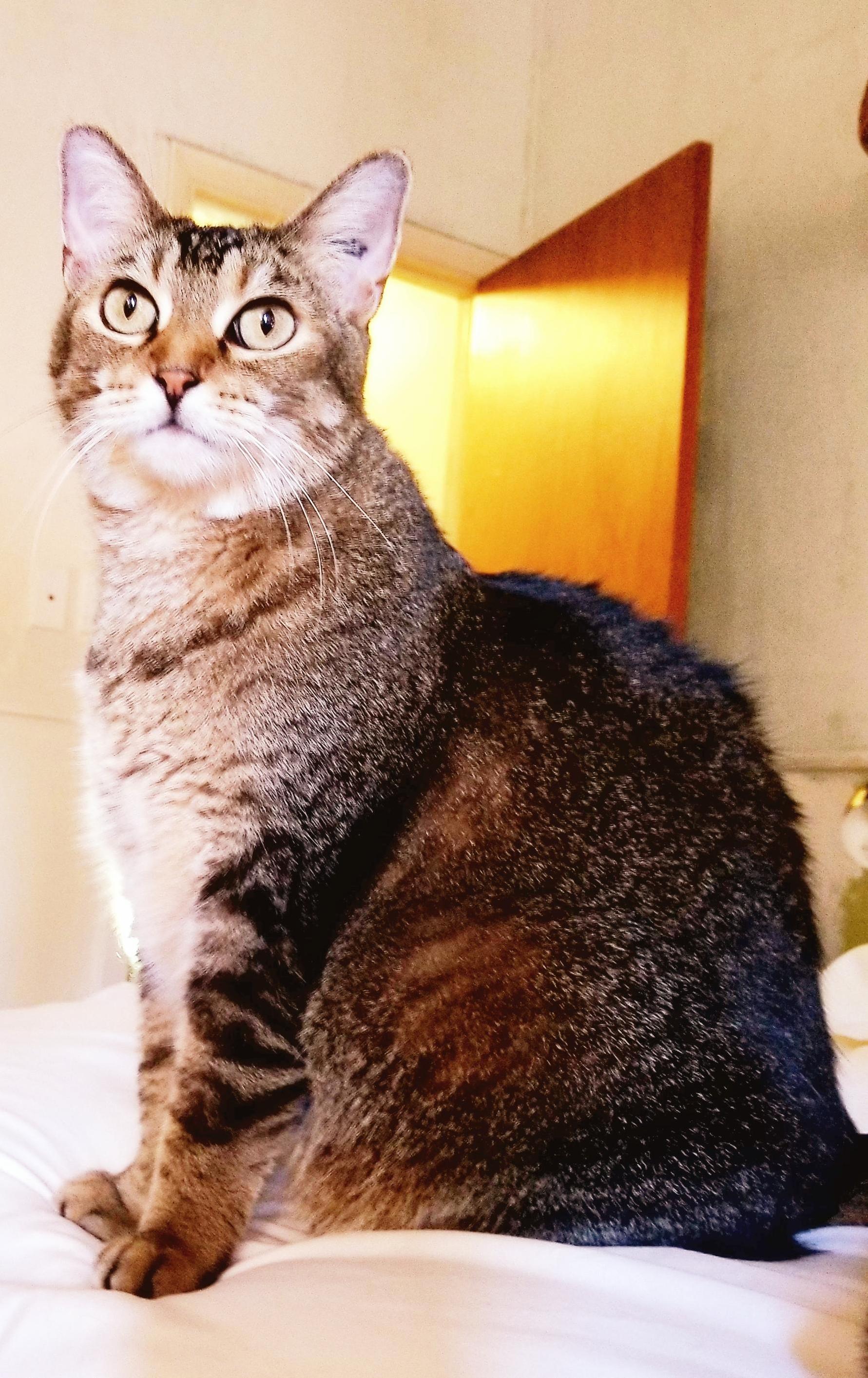 My Cat Daughter