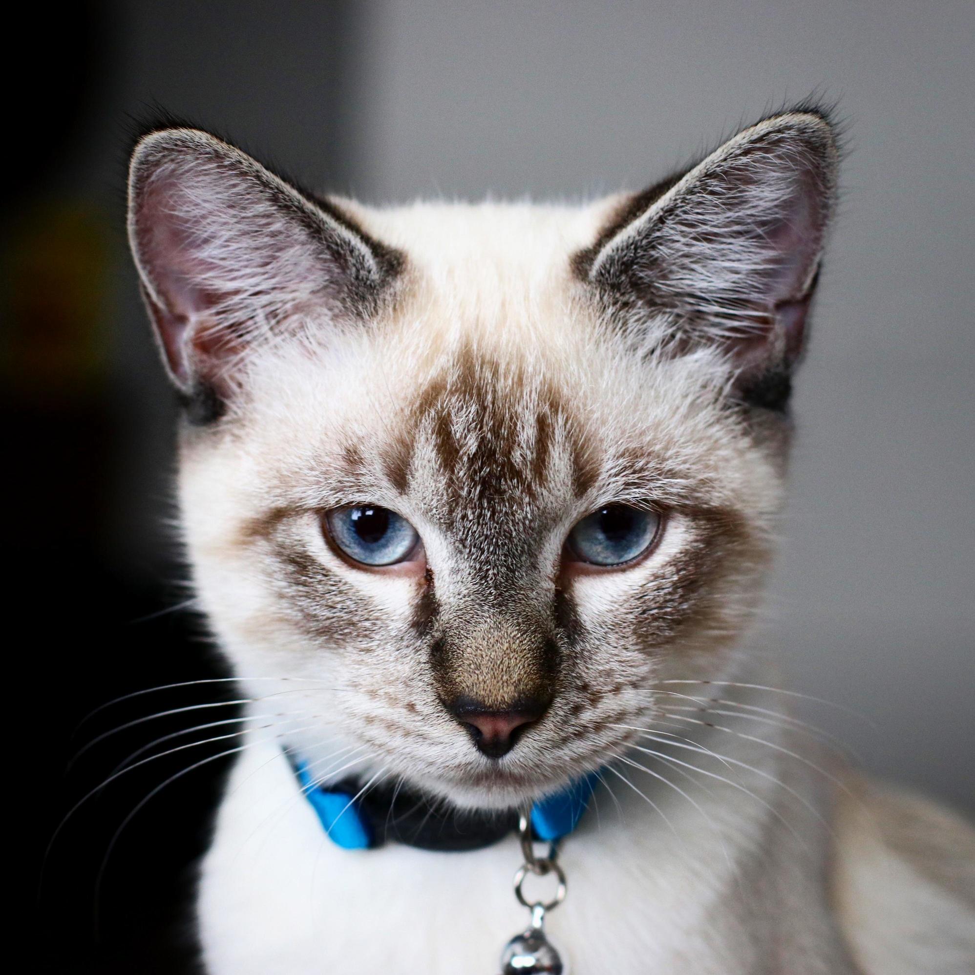 My Cat Is a Linkedin Premium Member.