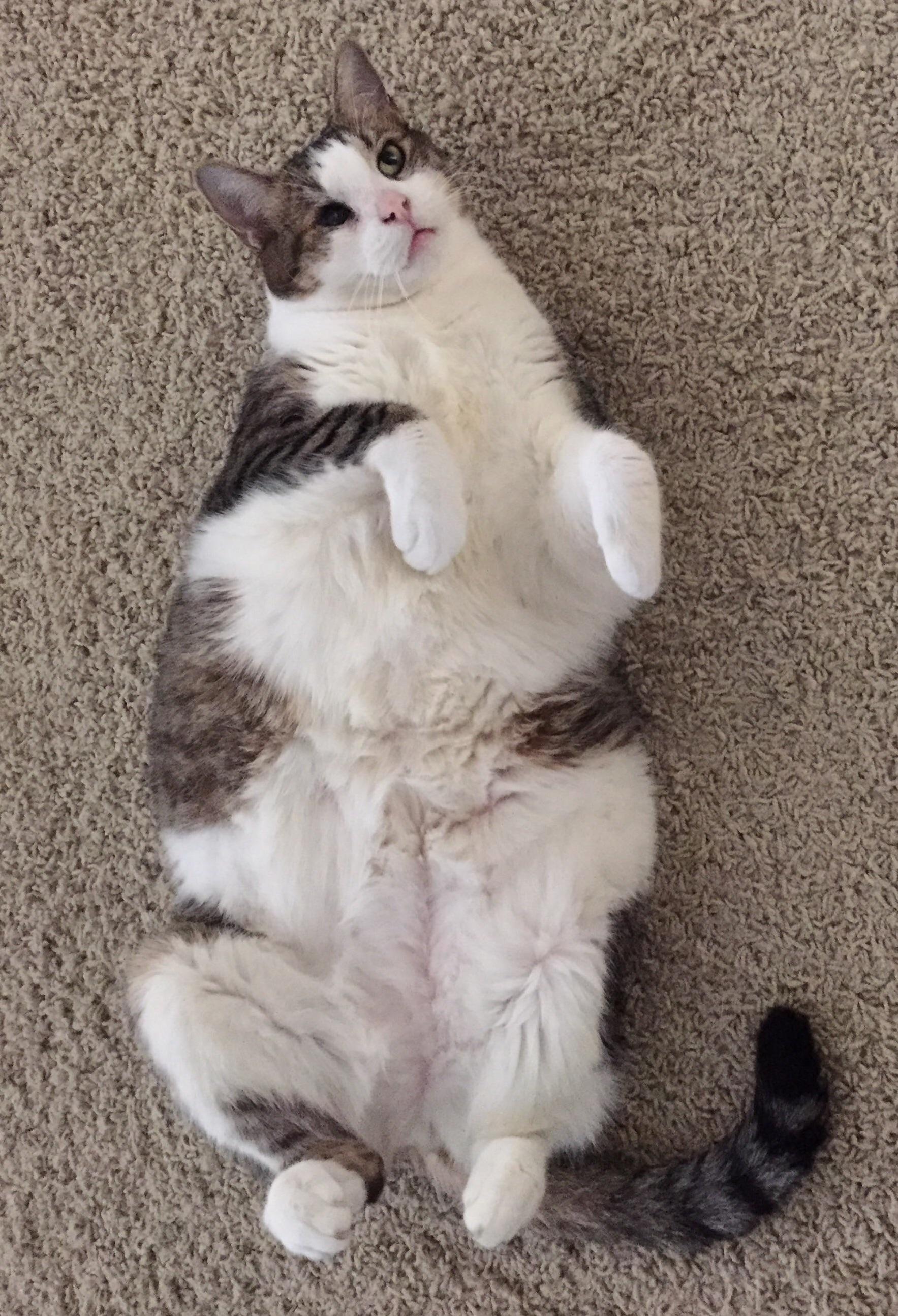 My Cat Not Giving an F