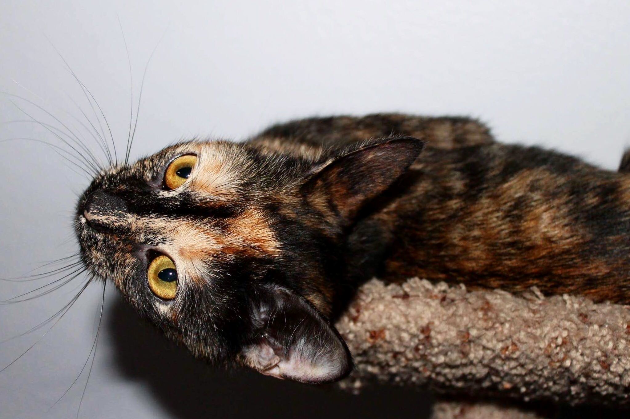 My Cat Started Posing When I Pulled Out My Dslr