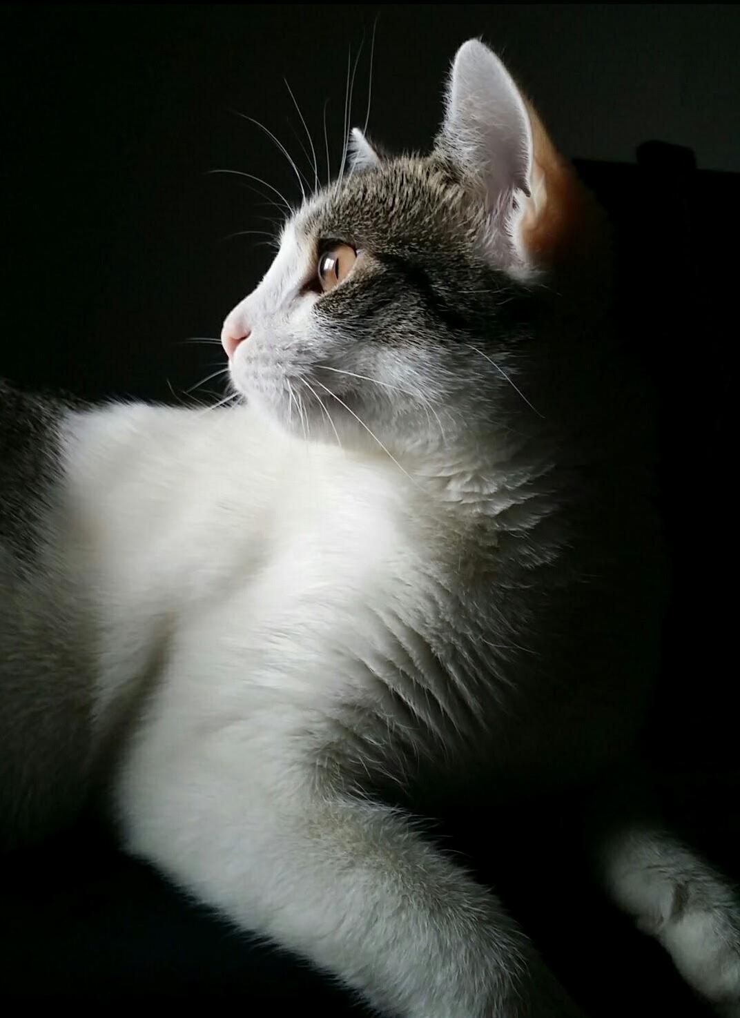 My Cat Thinking of Ways to Take Over the World