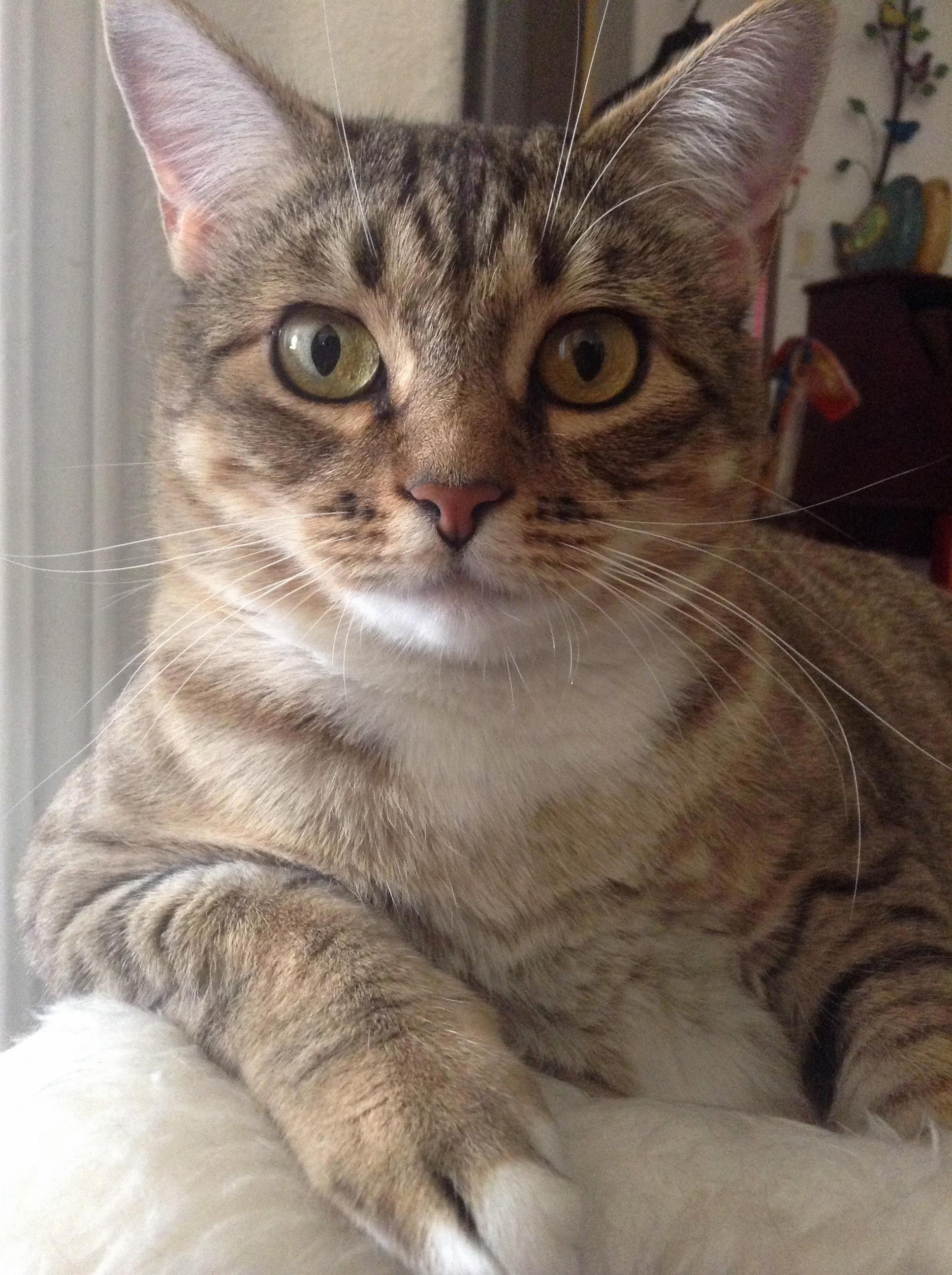 My Chunky Monkeycat
