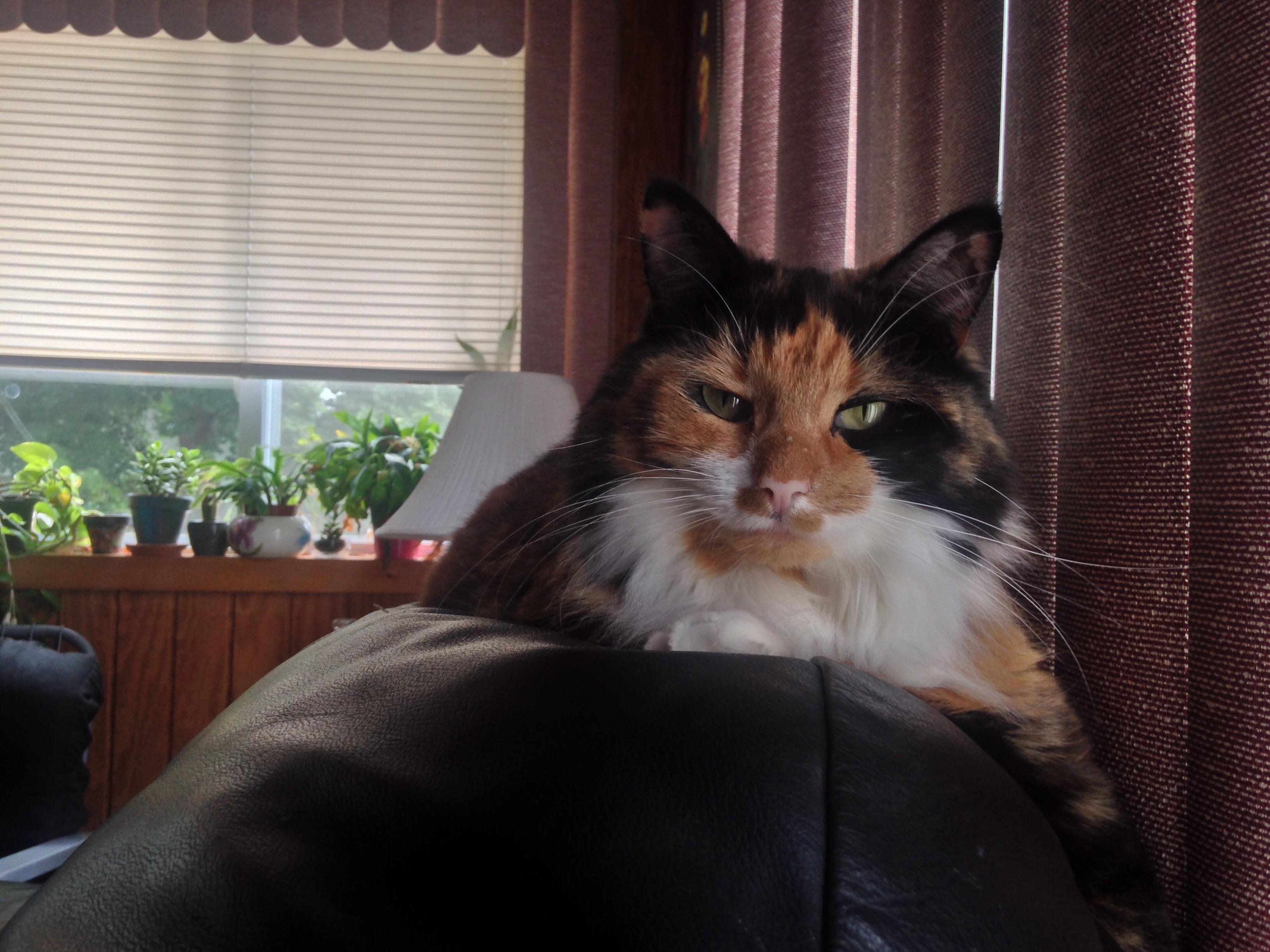 My Disapproving Floof
