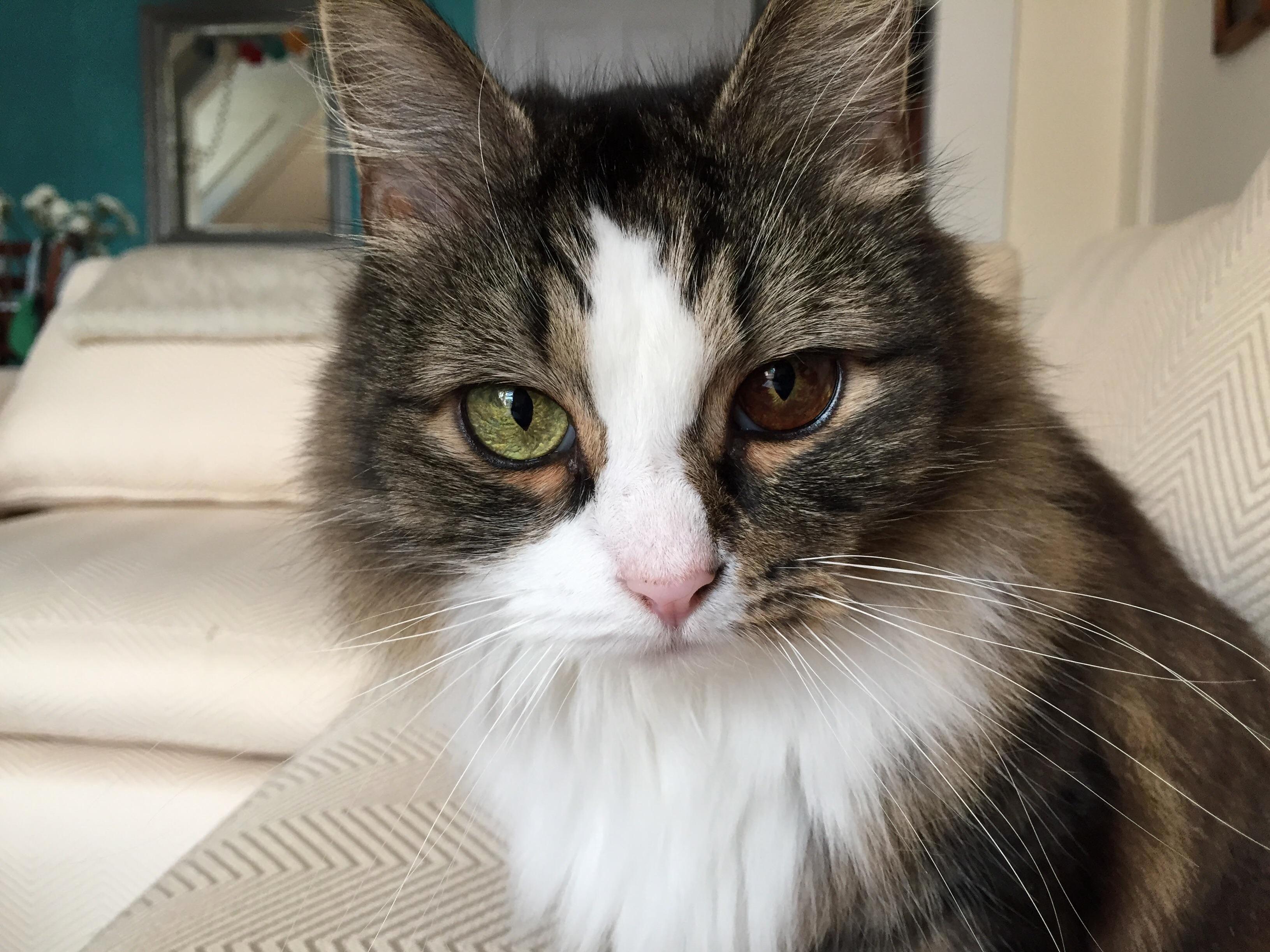 My Girlfriends Adorable Cat Has Two Different Color Eyes.