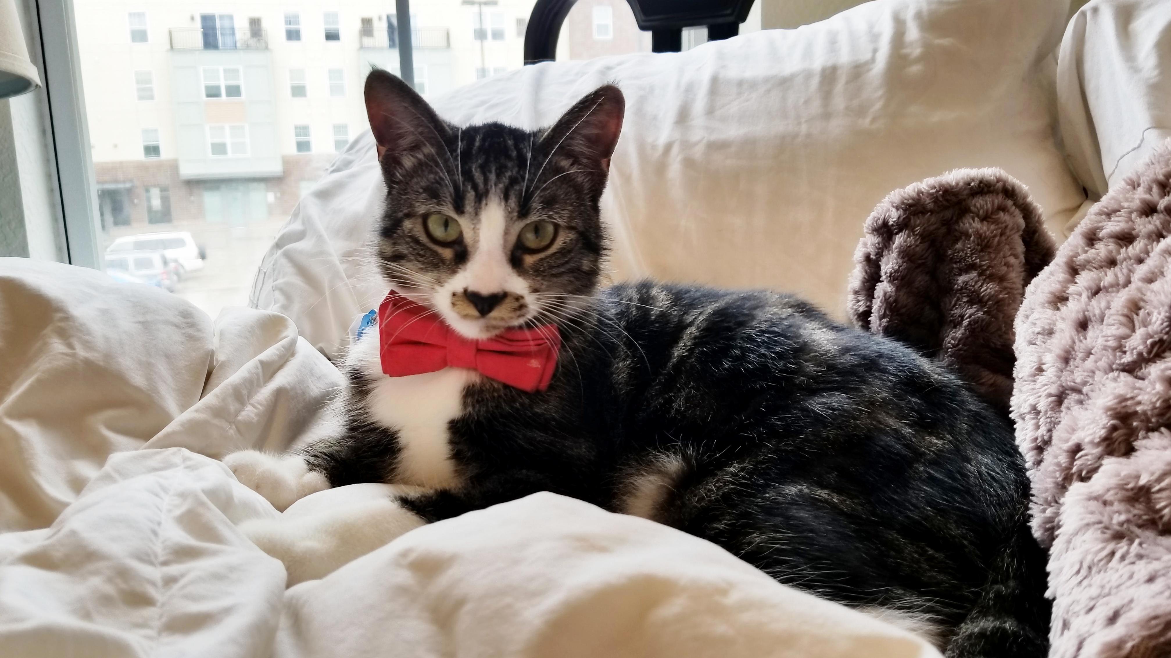 My Handsome Little Man Beans