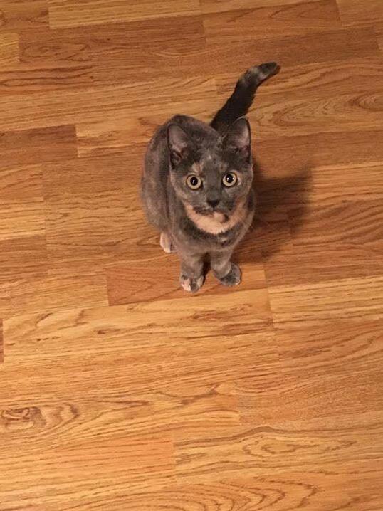 My Indoor Kitty Ran Away Today. Need Some Positive Vibes!
