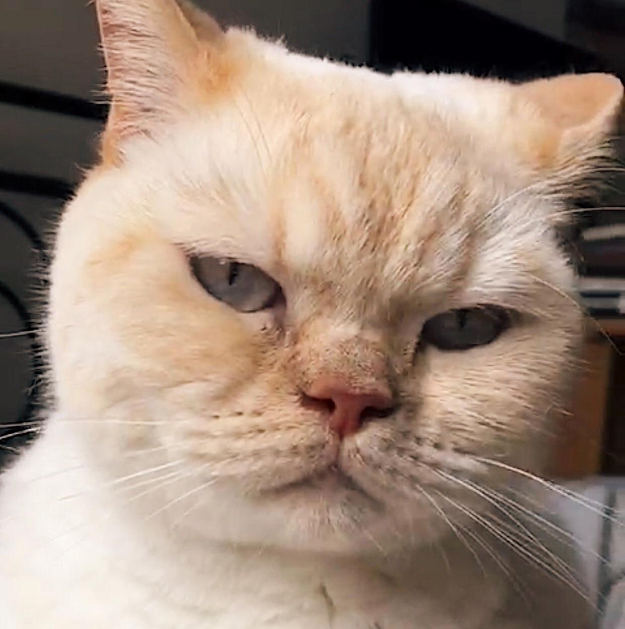 My Morning Face