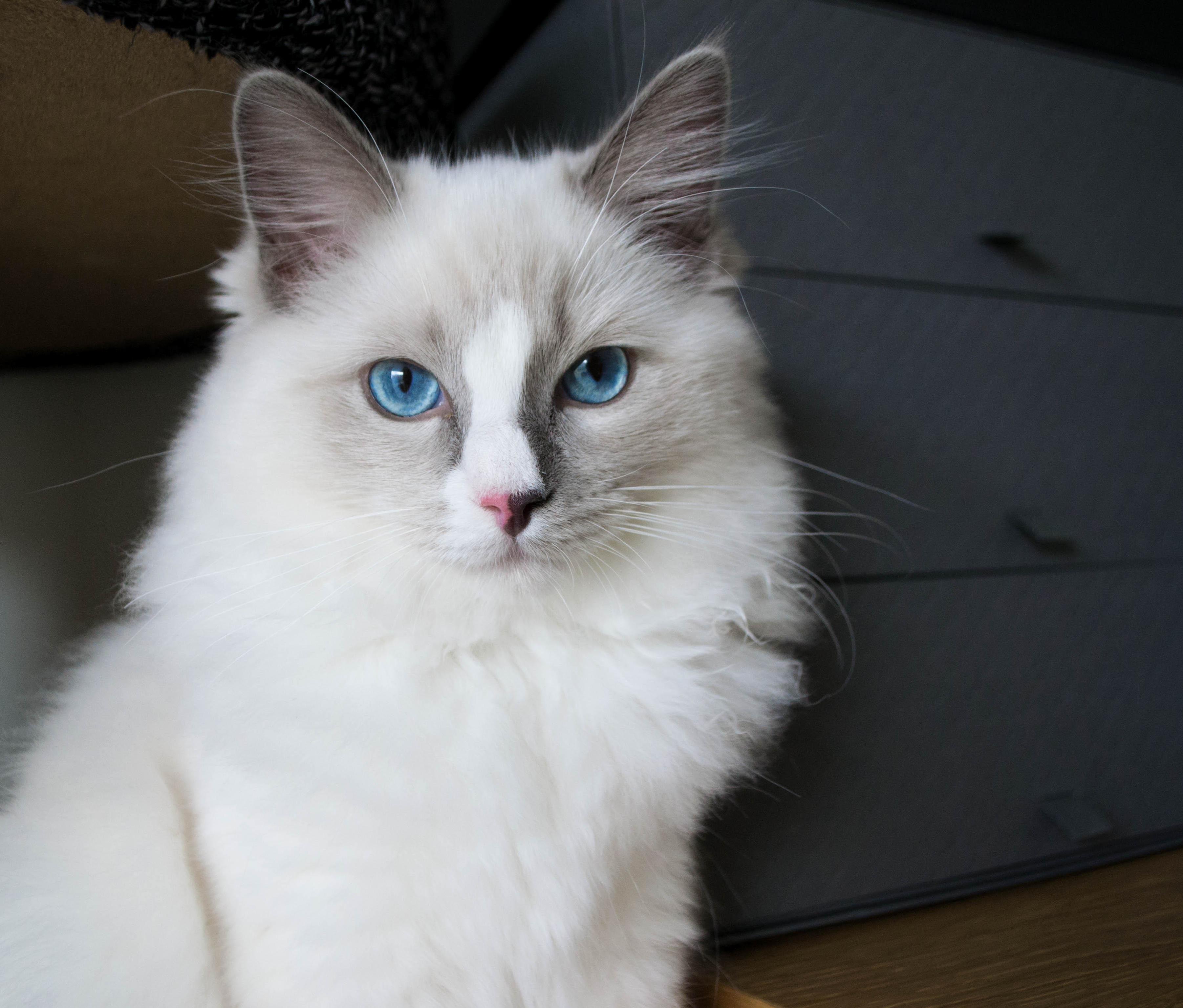 My Sir Floof Is So Handsome, Im Just Amazed