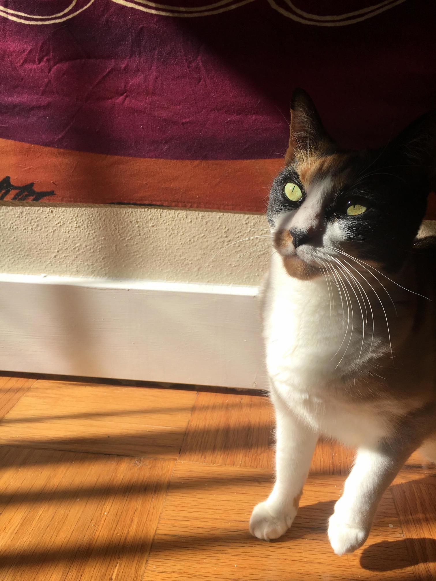 My Sister Took This Awesome Pic of Our Calico, Leila!