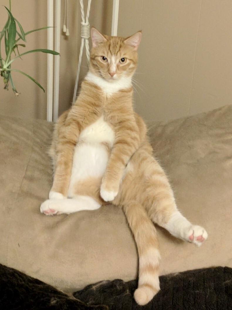 My Sisters Cat Is a Weird One...