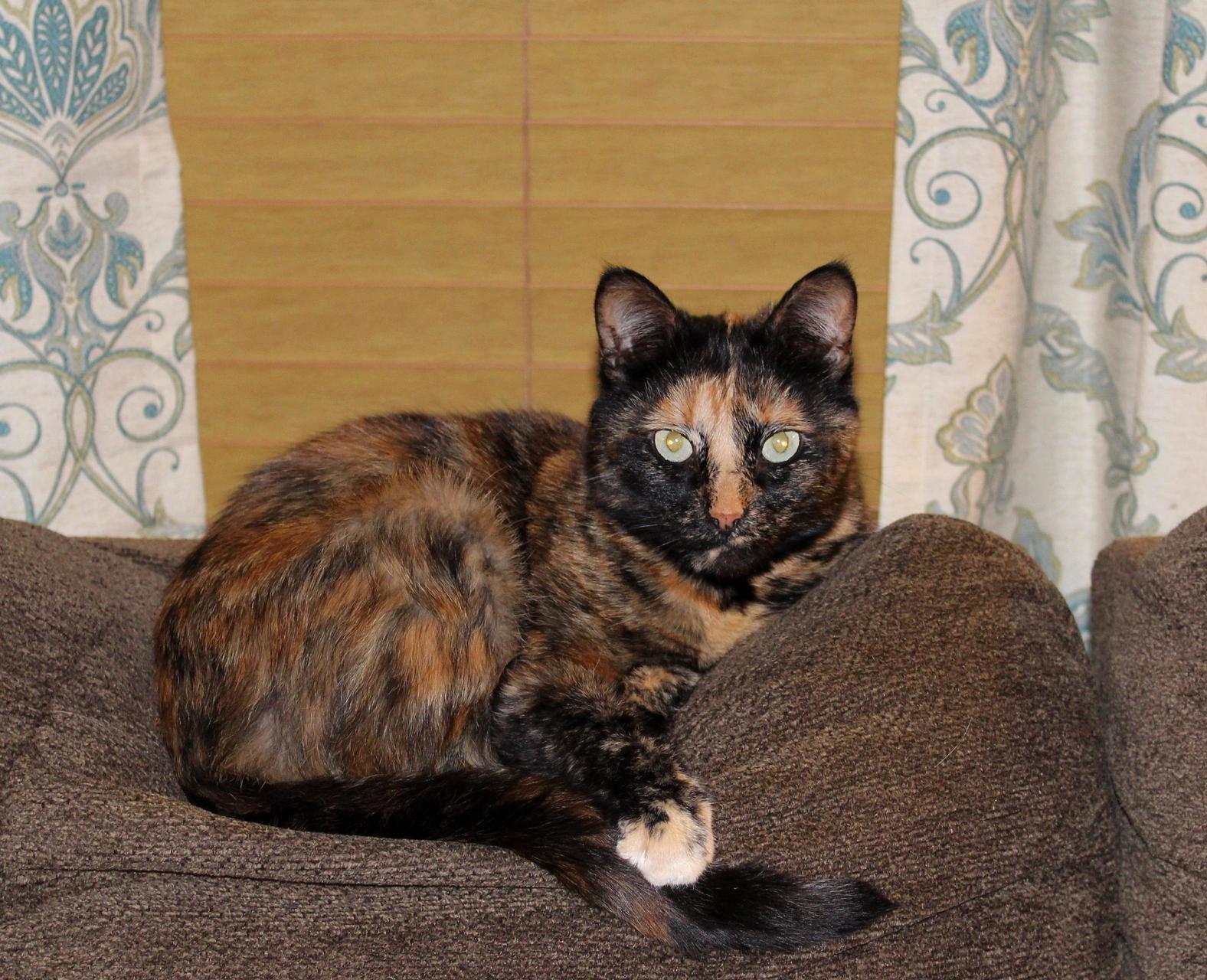 My Tortie, Maggie