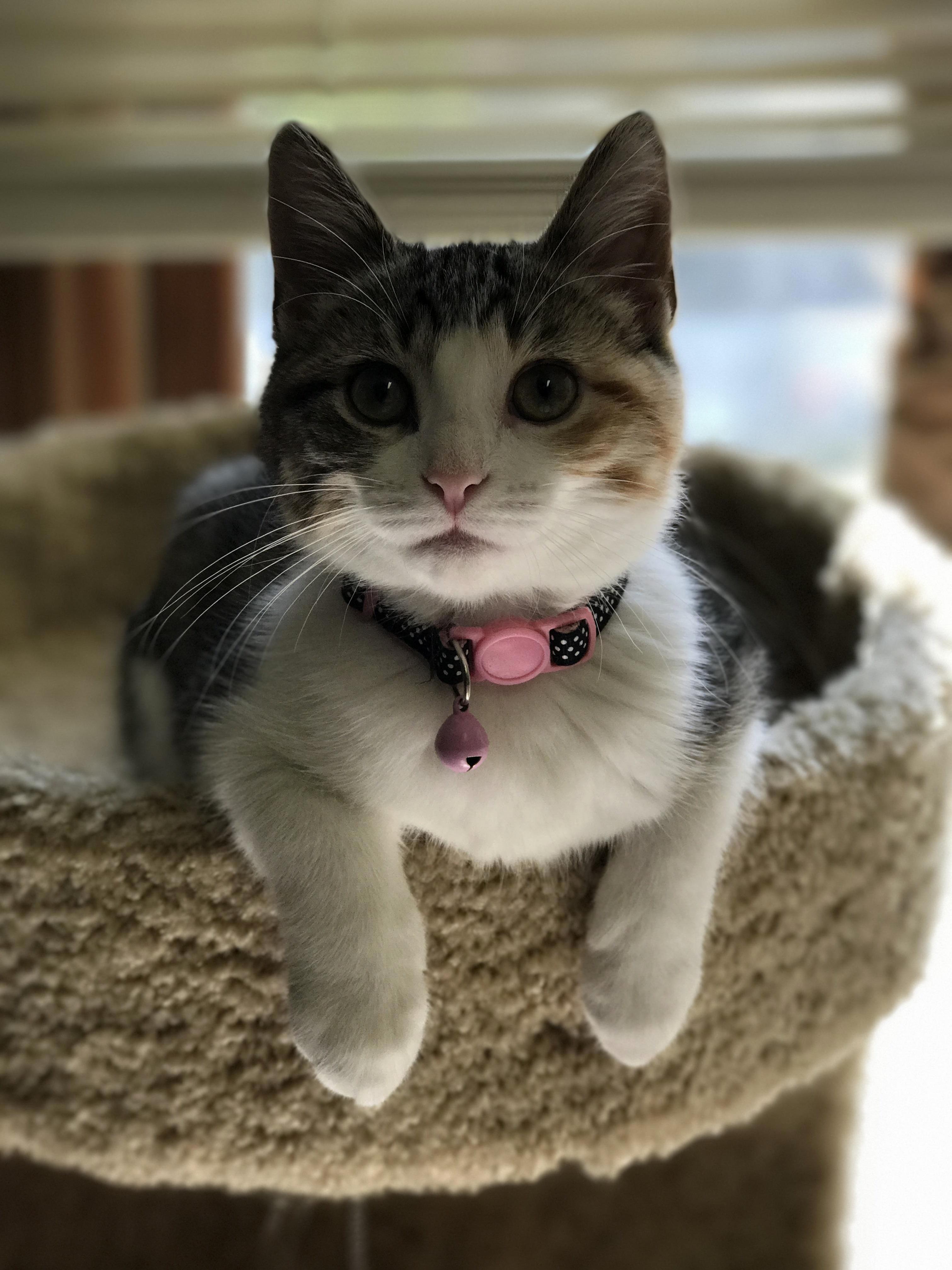 Our Rambunctious Four-month-old Torbie, Malibu. Shes Never Sat So Still! She Enjoyed a Treat After This.