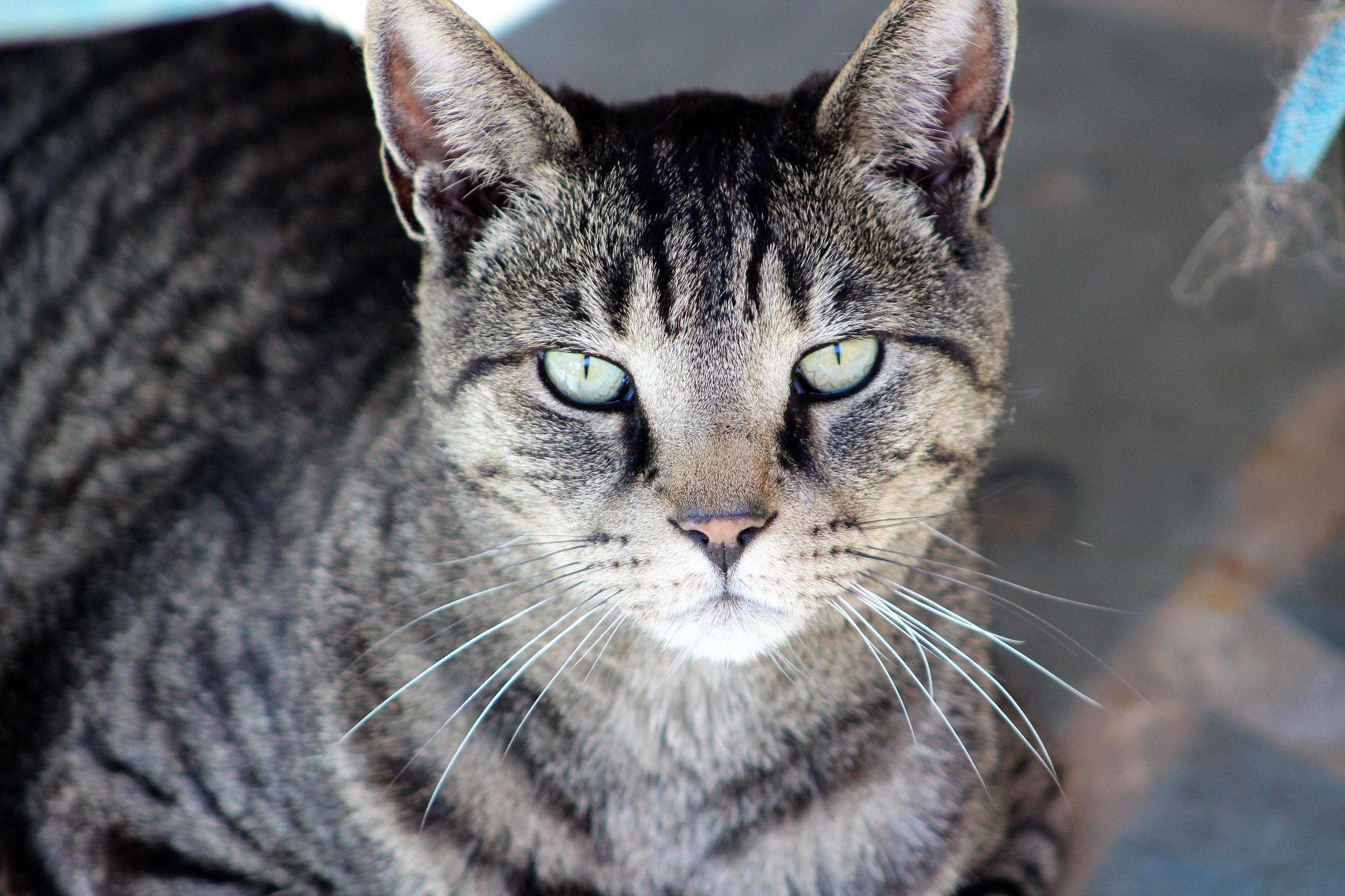 Photogenic Cat Is Photogenic