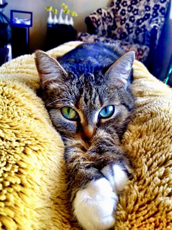 Pimpawan Doing Her Best to Wiggle in My Blanket While I Try to Watch My Muster Mystery