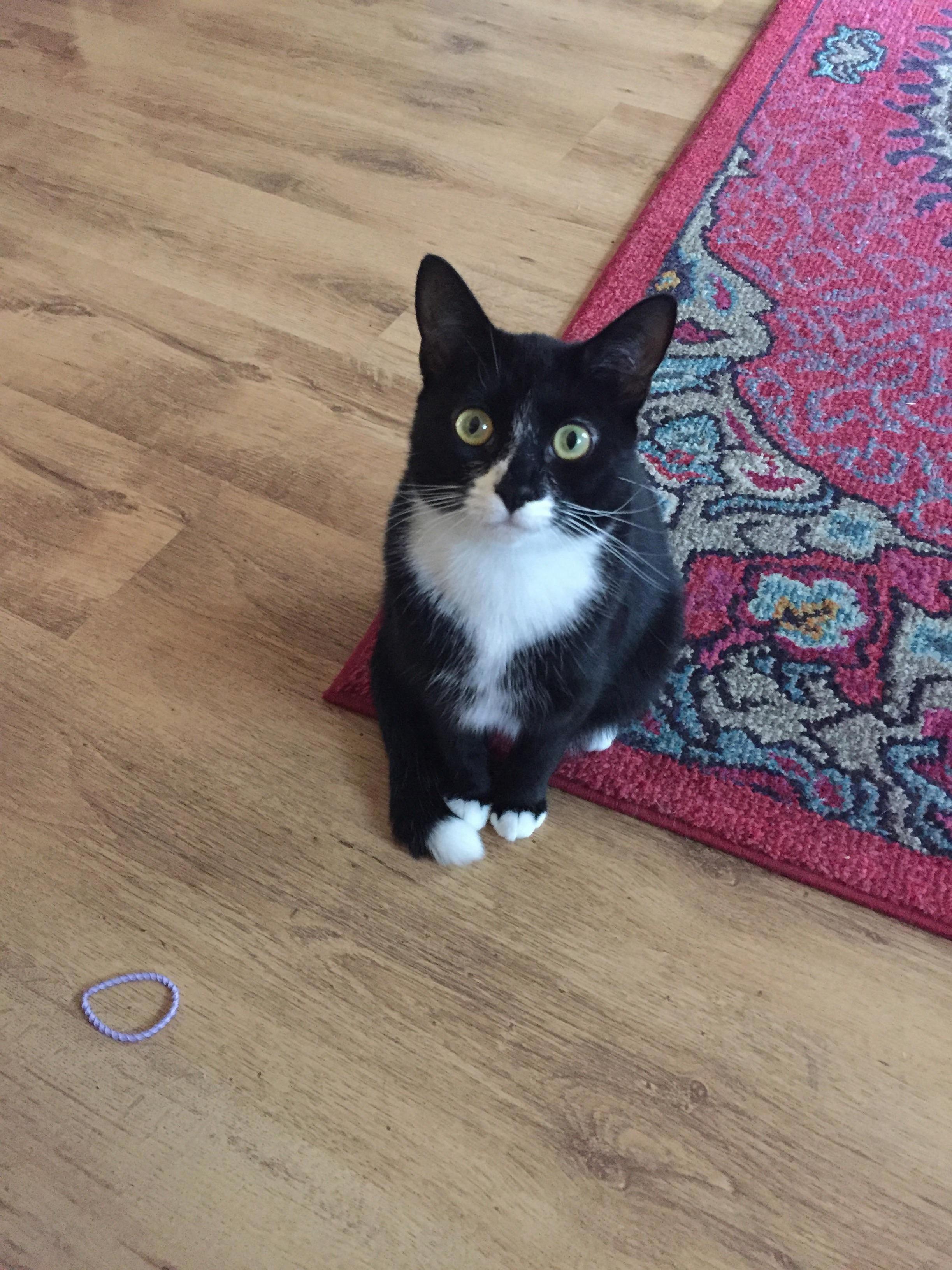 Please to Play Fetch Now Friendo .